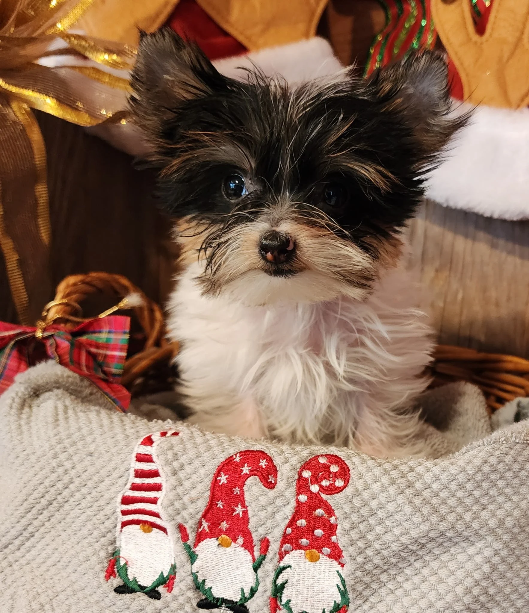 Adorable puppy with black and white fur. The puppy has big, dark eyes and is sitting on a Christmas-themed blanket with red, green, and white designs, including a snowman and Christmas ornaments.