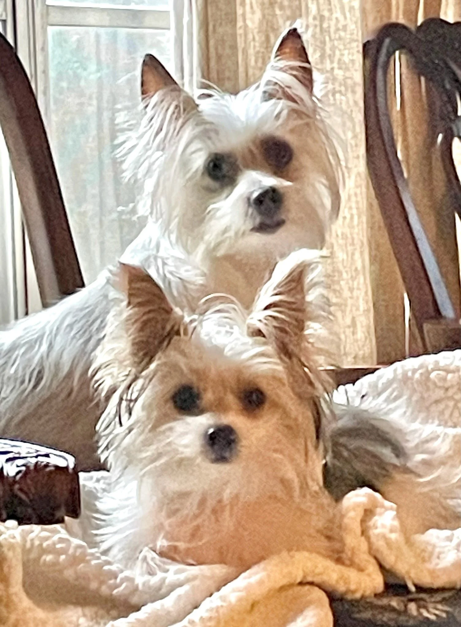 Two small dogs, one with a light brown and white coat and the other with mostly white fur, lying on a soft blanket on the floor inside a room with wooden furniture and a window.