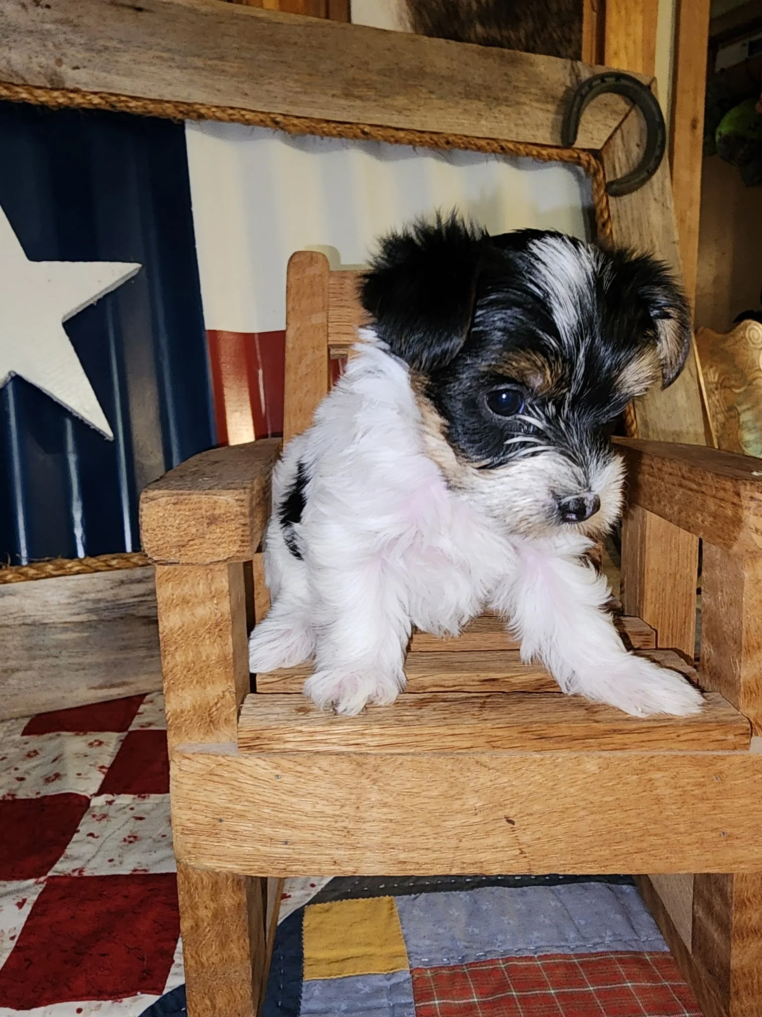 Dixie