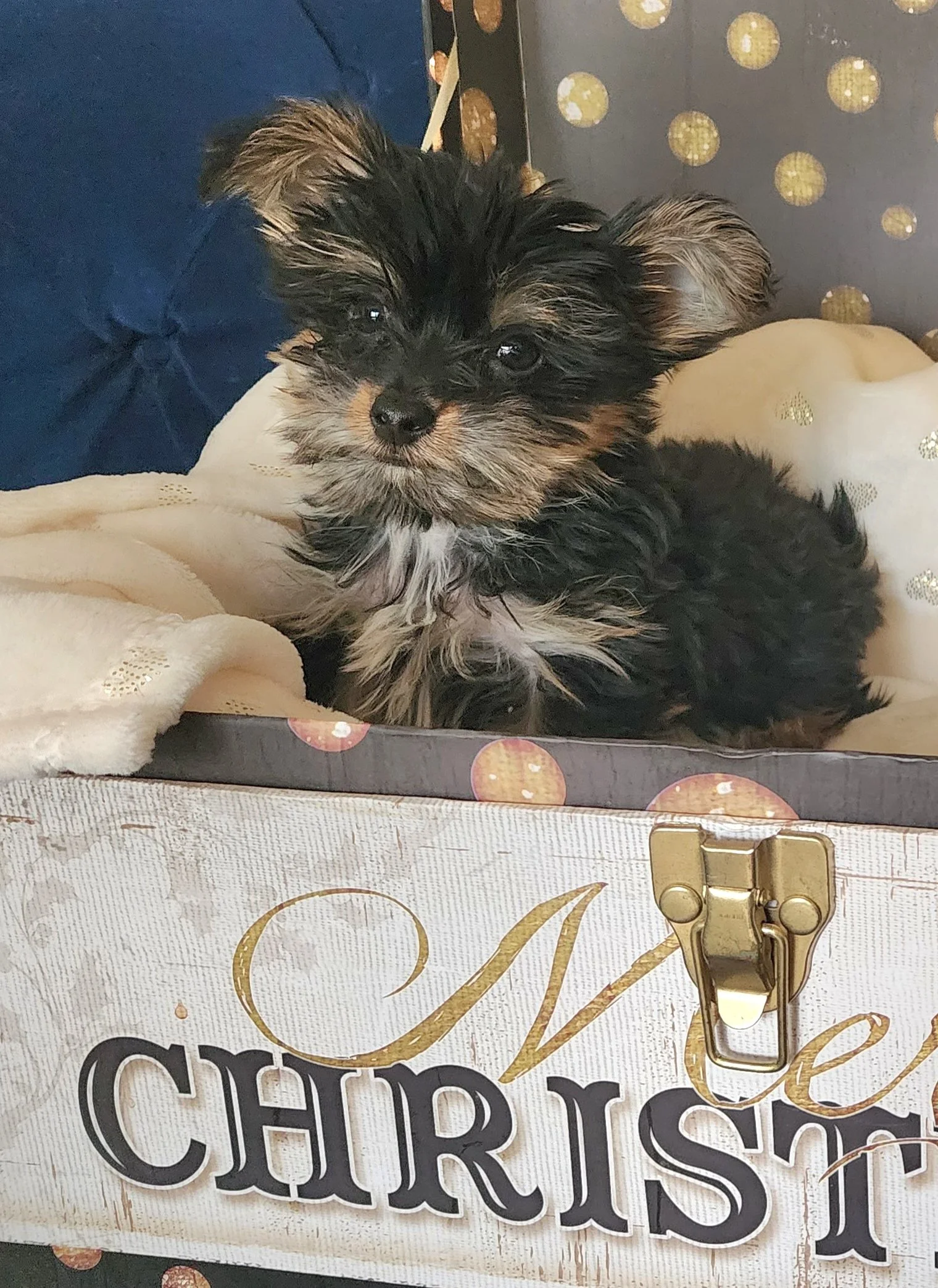 A small black and tan puppy lying inside a decorative gift box with gold lettering and gold and black dots, with a white blanket inside the box and a blue cushion nearby.