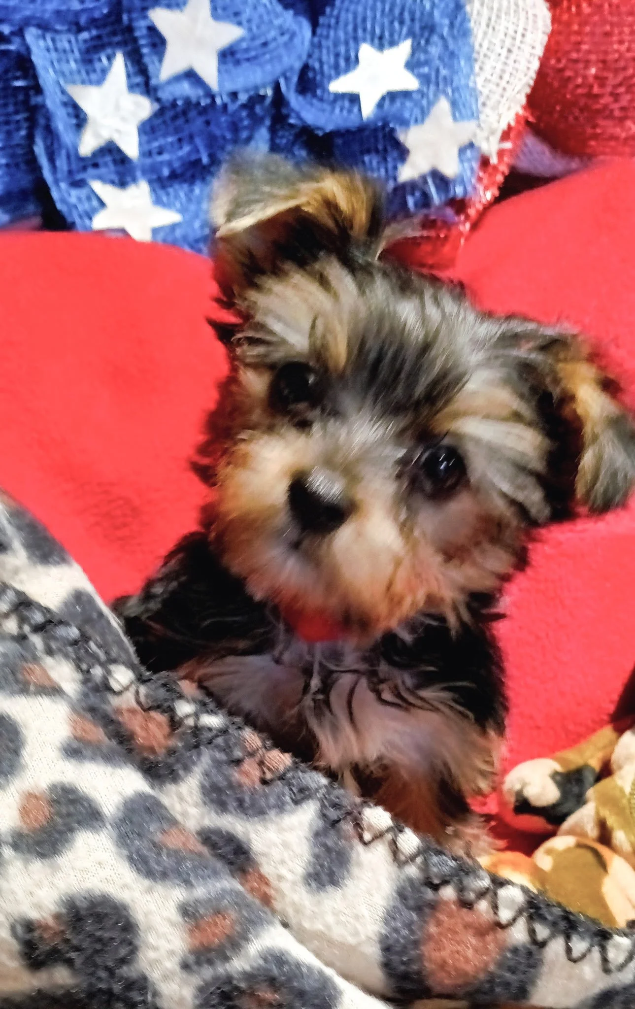 A small puppy with brown, black, and white fur lying on a red blanket, with a blue blanket decorated with white stars partially covering its body. The puppy looks up at the camera with dark, shiny eyes.