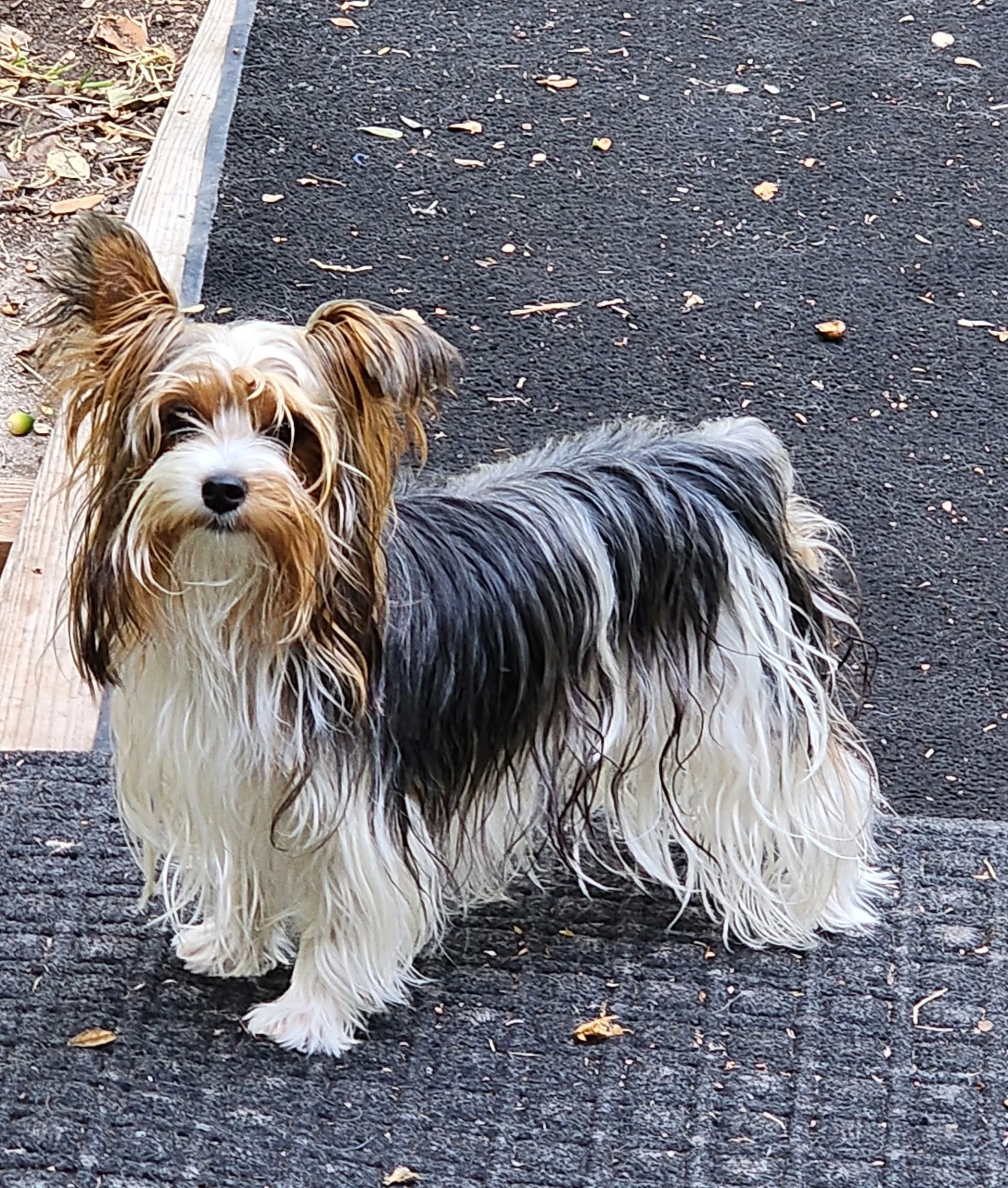 A small, fluffy dog with long, silky brown, white, and black fur, standing on a black gravel pathway beside a wooden border. The dog is looking at the camera with a curious expression, surrounded by scattered leaves and small purple flowers.