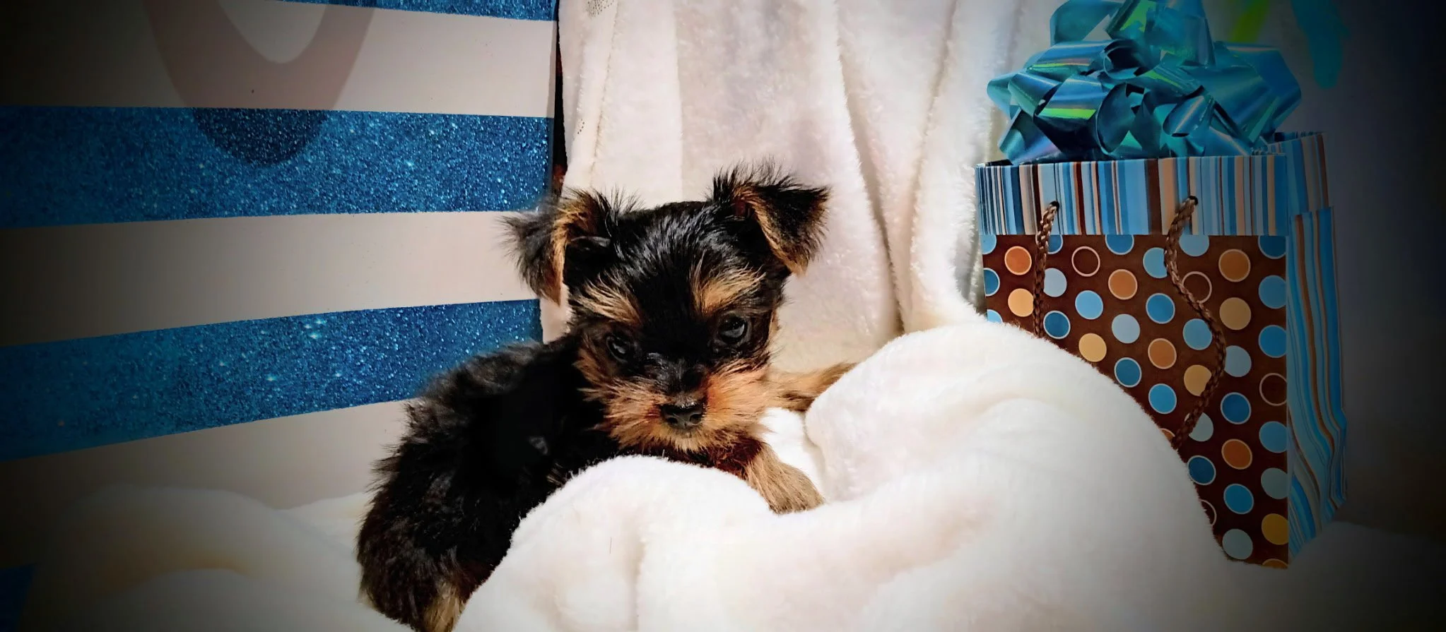 Two small puppies lying on a soft white blanket with gift bags and a blue glittery chair in the background.