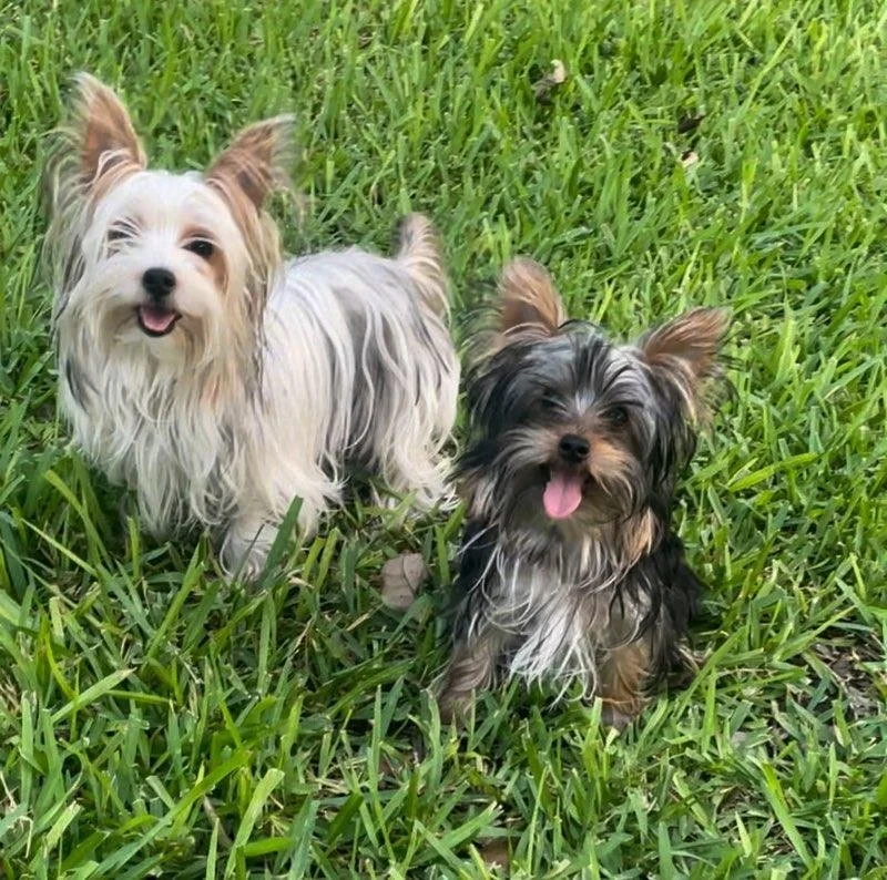 Two small dogs sitting in green grass, with one dog smiling and the other with its tongue out.