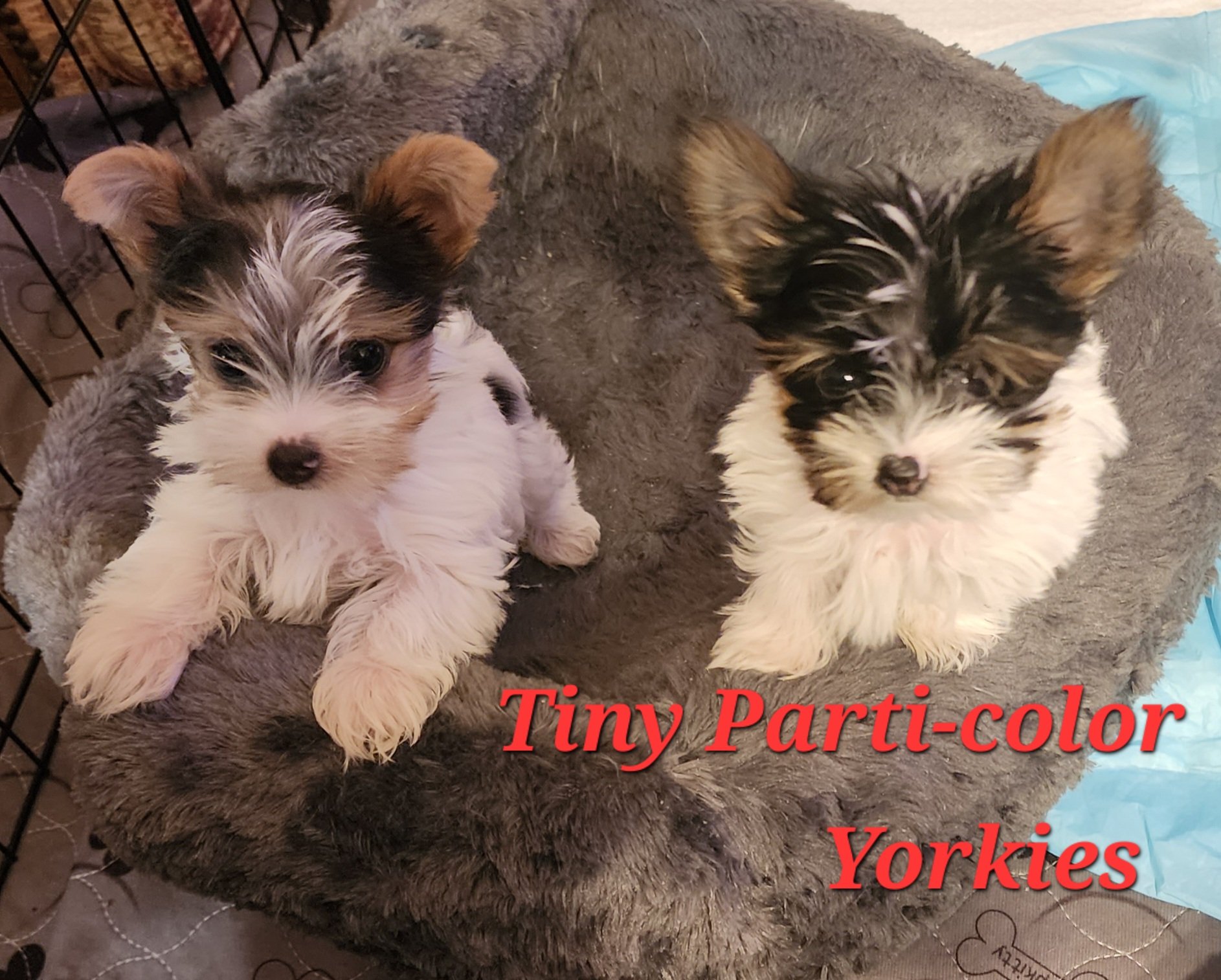 Two small Yorkshire Terriers puppies sitting on a soft, gray, fluffy blanket inside a black wire pen. The puppies have black, white, and tan fur, and are looking at the camera. Text overlay in red letters reads 'Tiny Parti-color Yorkies'.