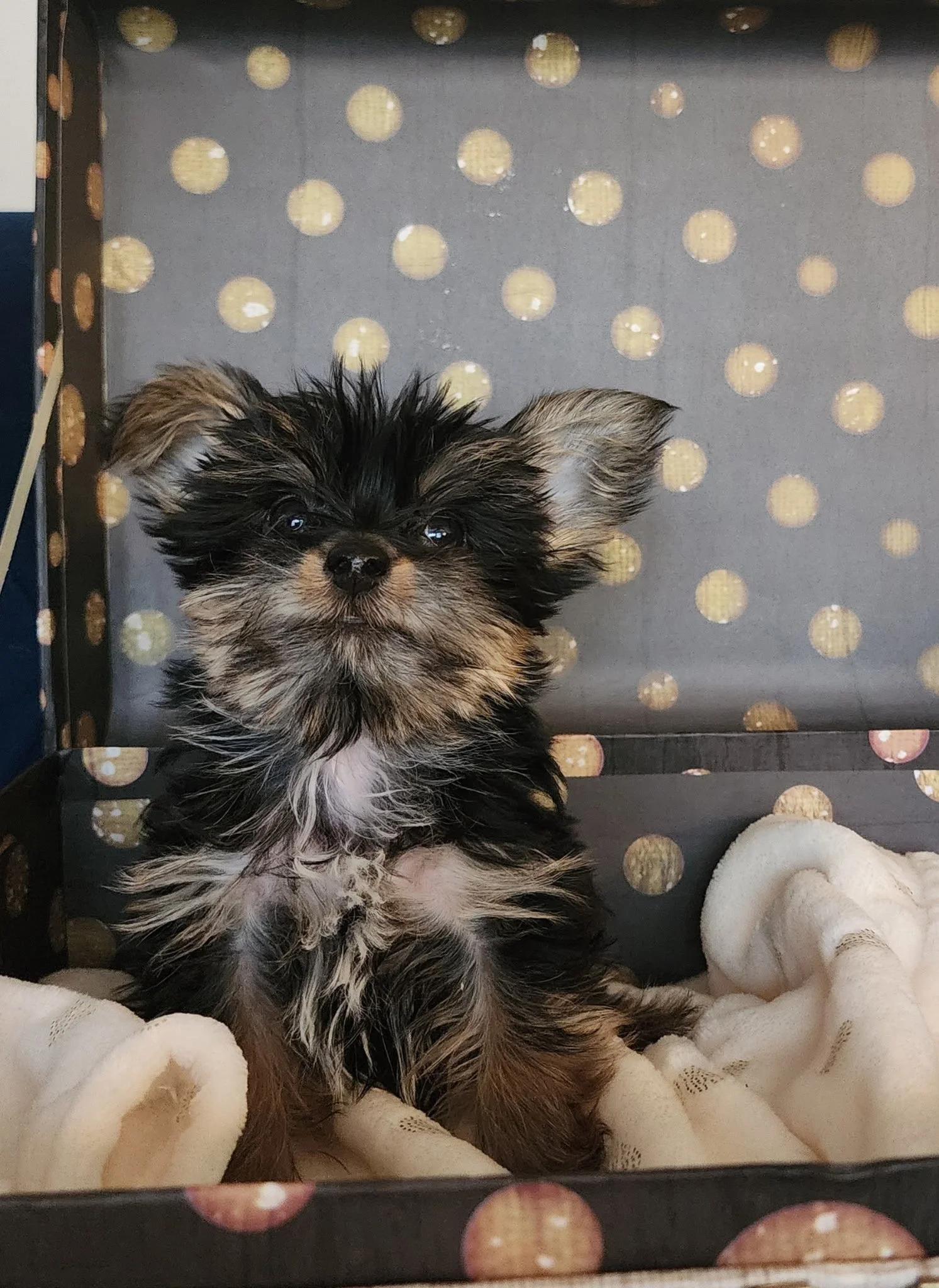 A small, fluffy puppy with black, brown, and white fur lying on a soft, white blanket inside a black crate with circular patterns and a plush donut toy nearby.