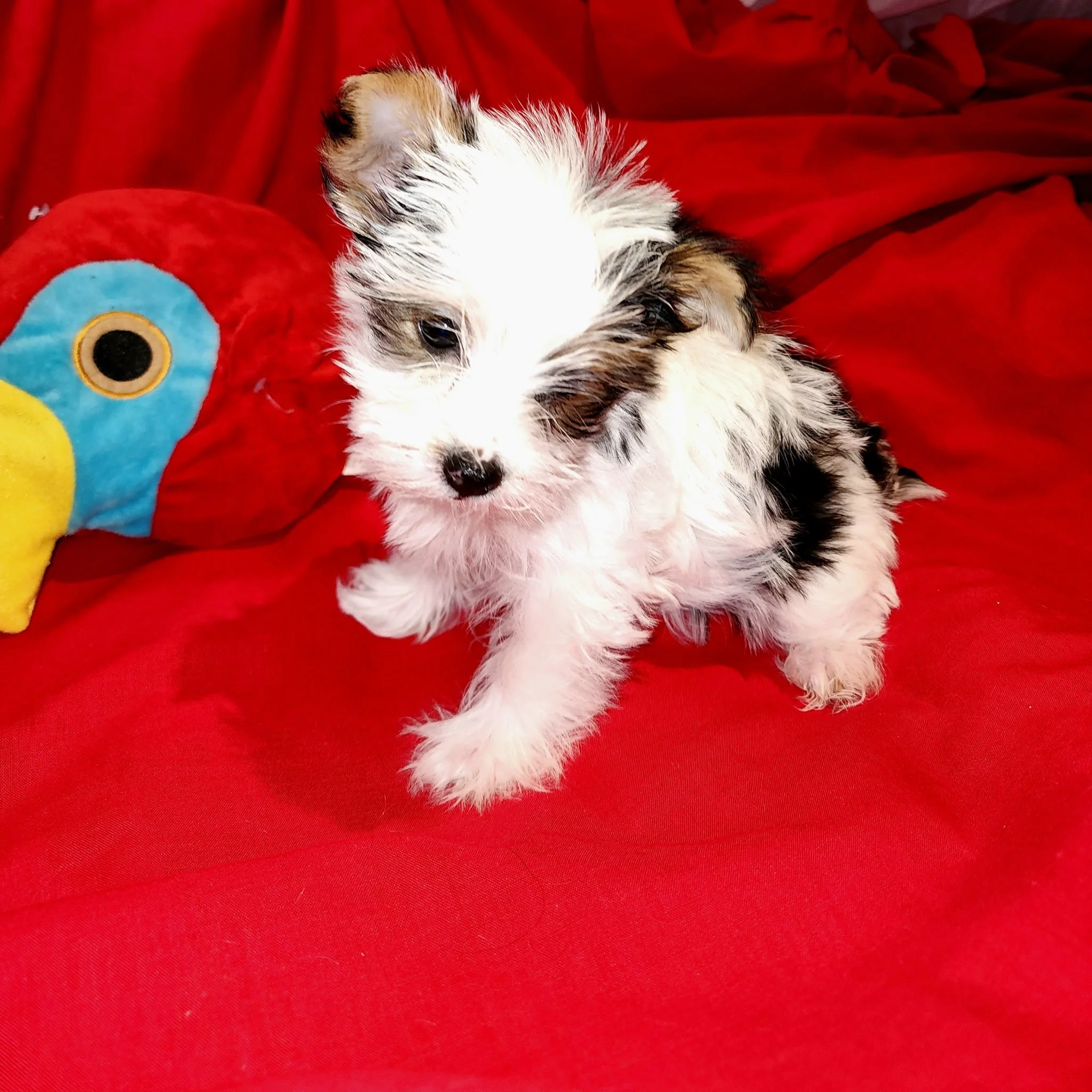Close-up of a small puppy with white, brown, and black fur resting it on a red blanket.