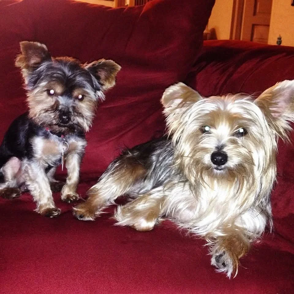 Two small dogs sitting on a red couch, one standing and the other lying down, with a wooden door in the background.