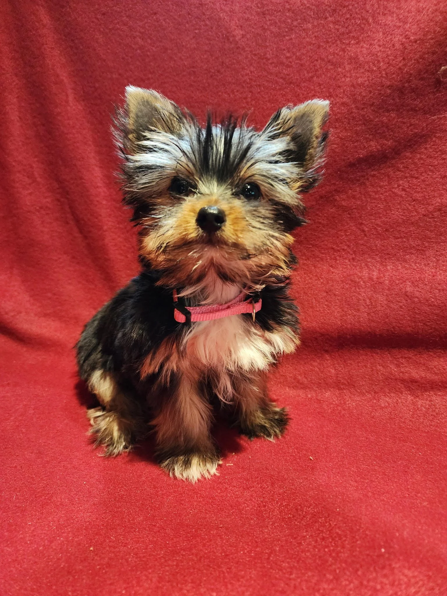 A small, fluffy Yorkshire Terrier puppy sitting on a red fabric background, looking directly at the camera with bright eyes.