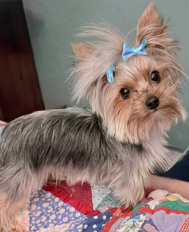 A small Yorkshire Terrier dog with long, fluffy ears tied with light blue bows, looking at the camera on a colorful quilt.