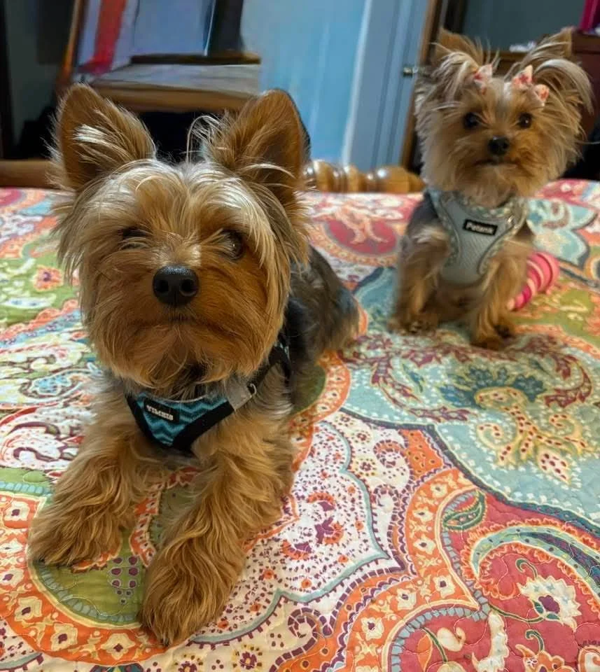 Two small dogs, one with scruffy tan and black fur and a blue harness, lying on a colorful, patterned bedspread; the other with tan fur and a pink bow in her hair, wearing a gray harness with pink striped socks, sitting on the bed.