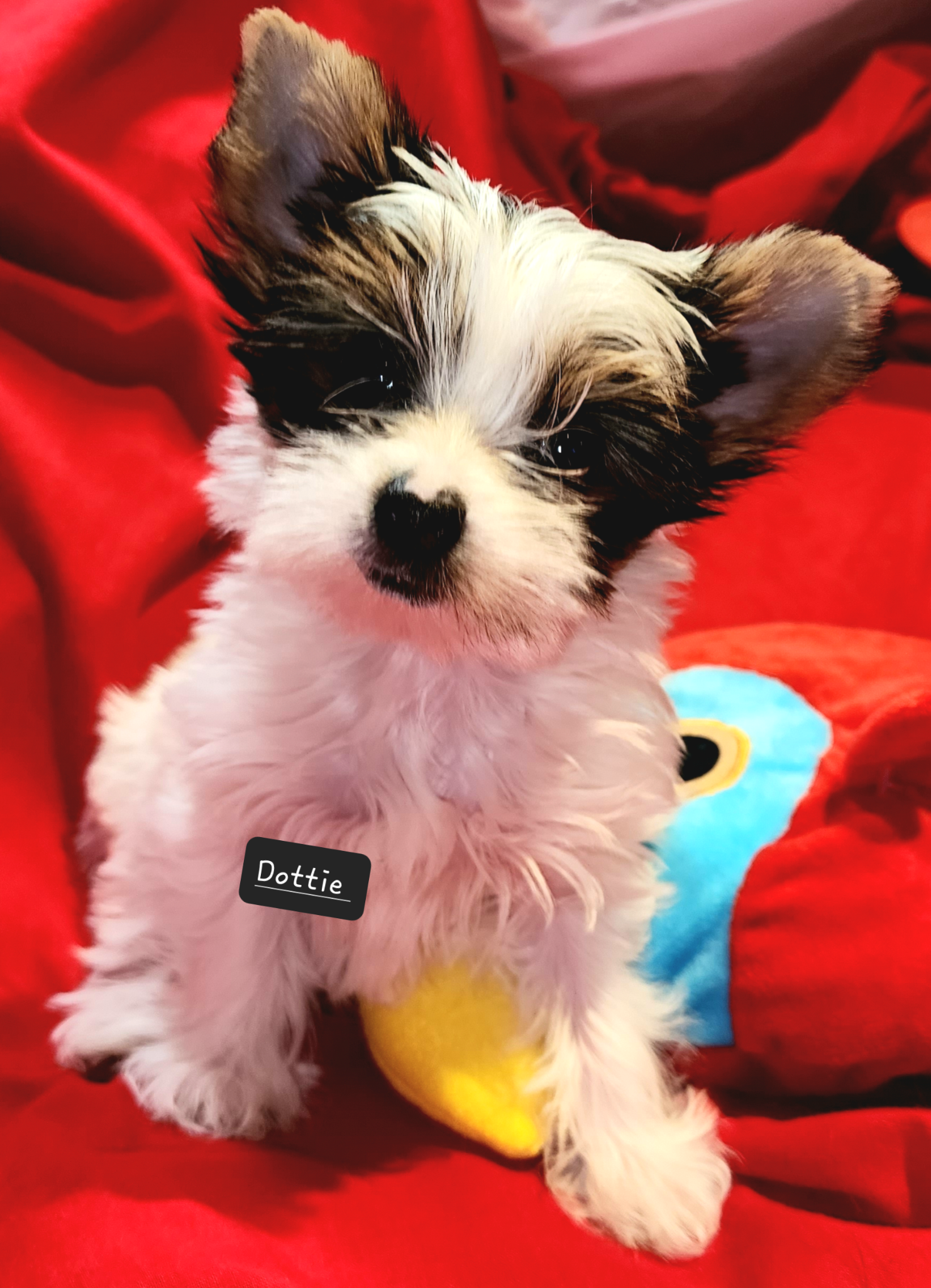 Cute small puppy with black and white fur lying on red fabric with a colorful blanket underneath. The puppy's eyes are partially open and it looks relaxed.