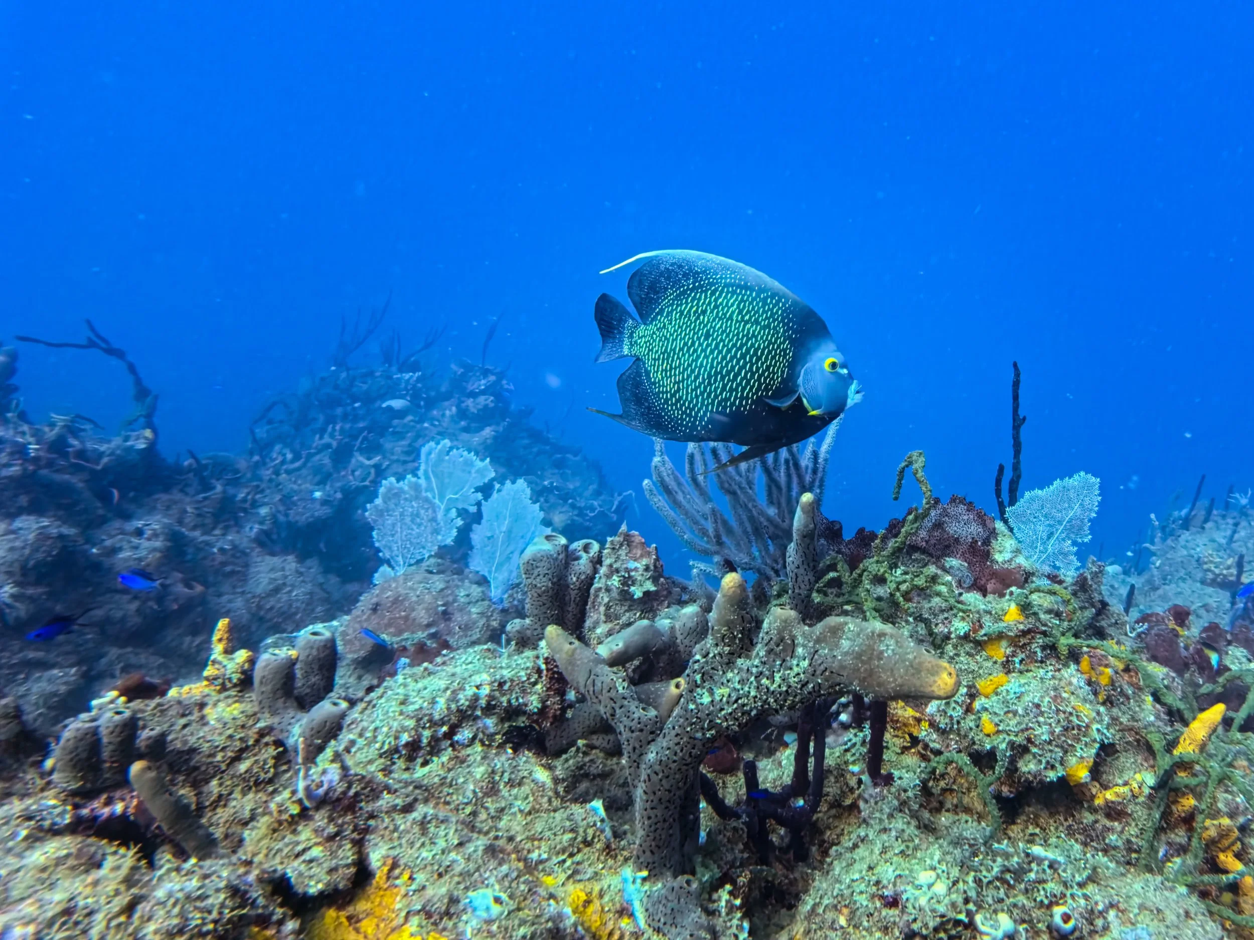 French angelfish over sponges and sea rods at Playa Stella, Rincón, Puerto Rico