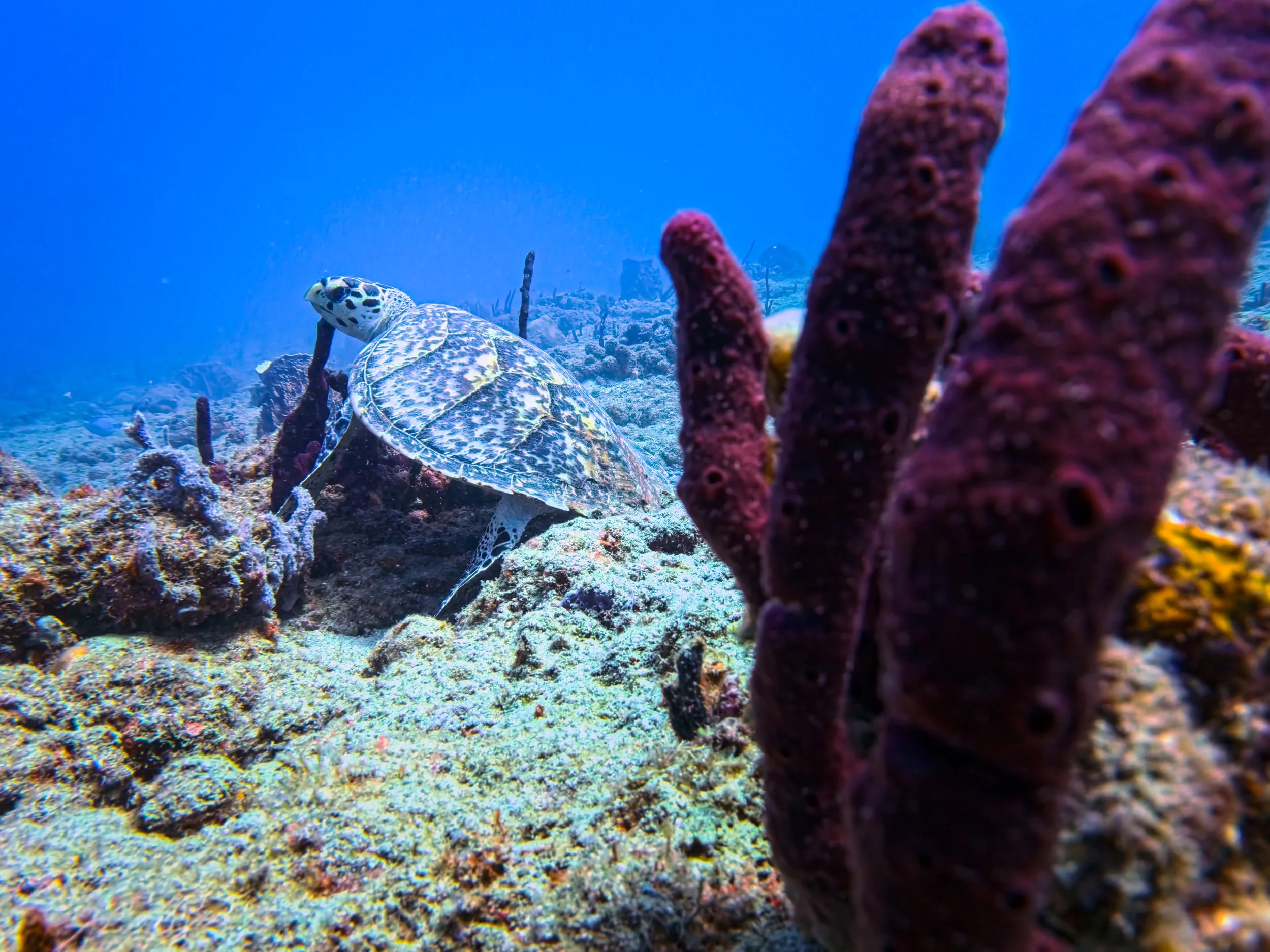 Hawksbill turtle beside purple tube sponges at El Natural, Aguadilla, Puerto Rico