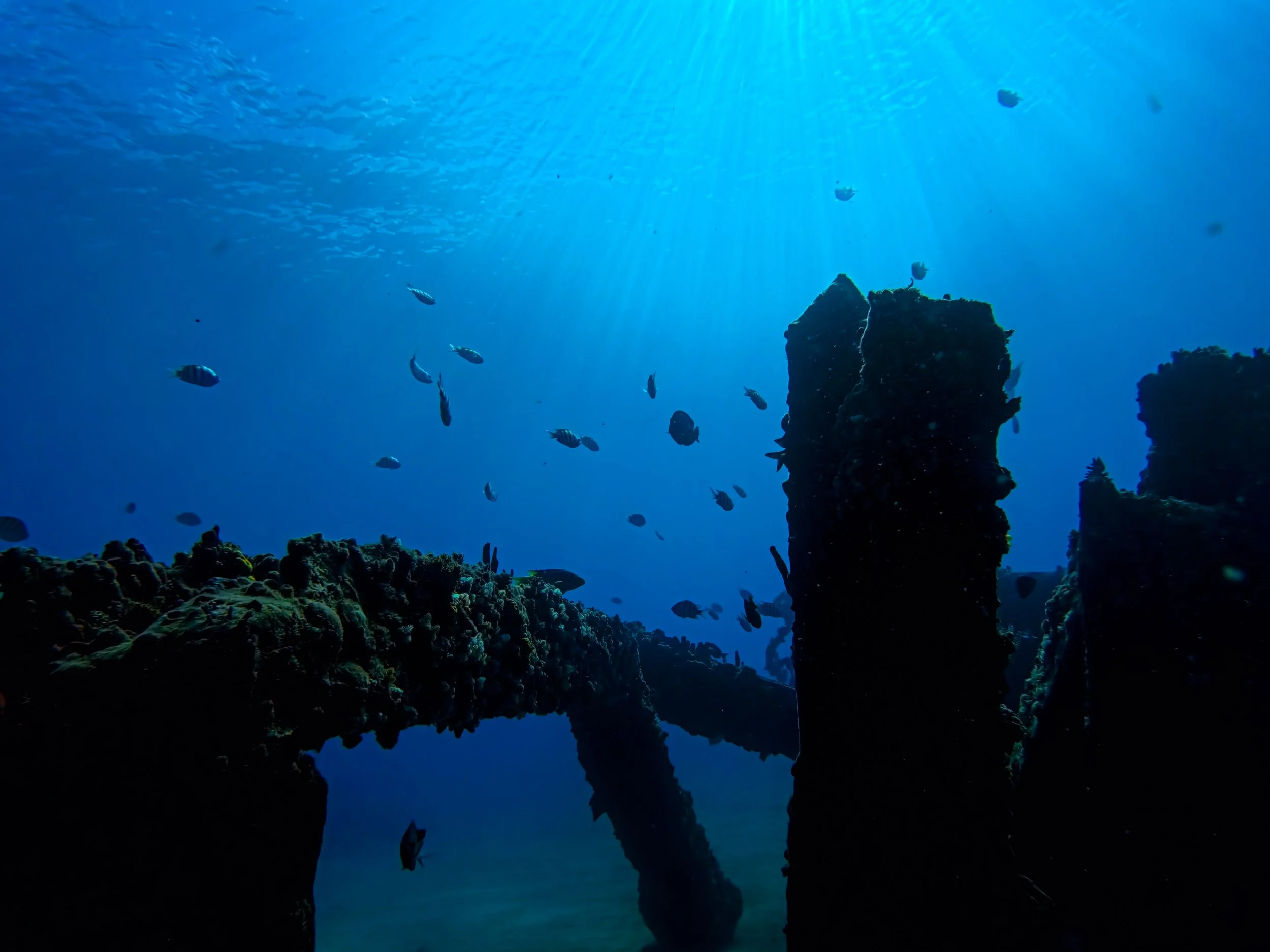 Sunlit pier pilings and schooling fish at Crashboat Beach, Aguadilla, Puerto Rico