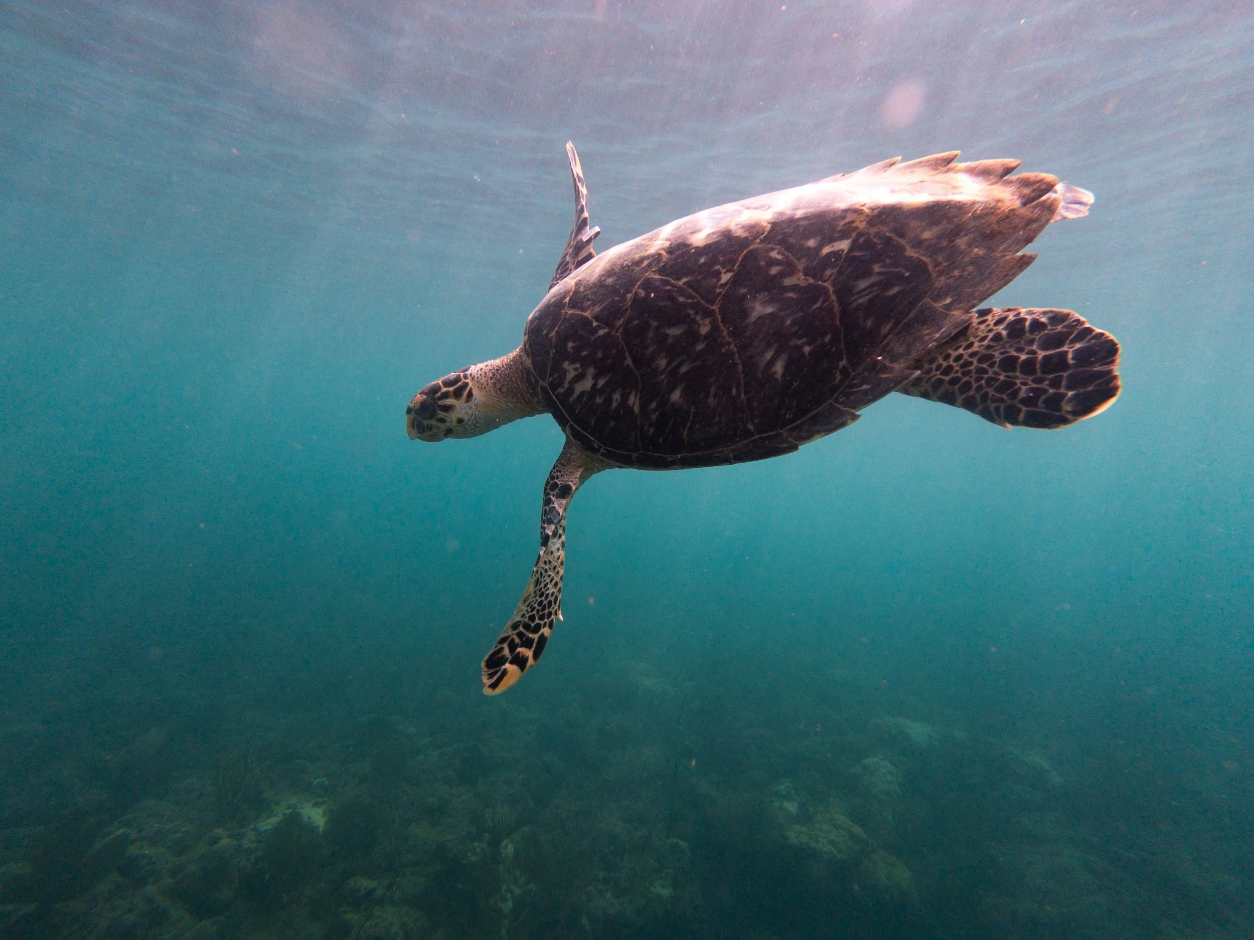 Hawksbill turtle swimming over the shallow reef at Black Eagle Marina, Rincón, Puerto Rico