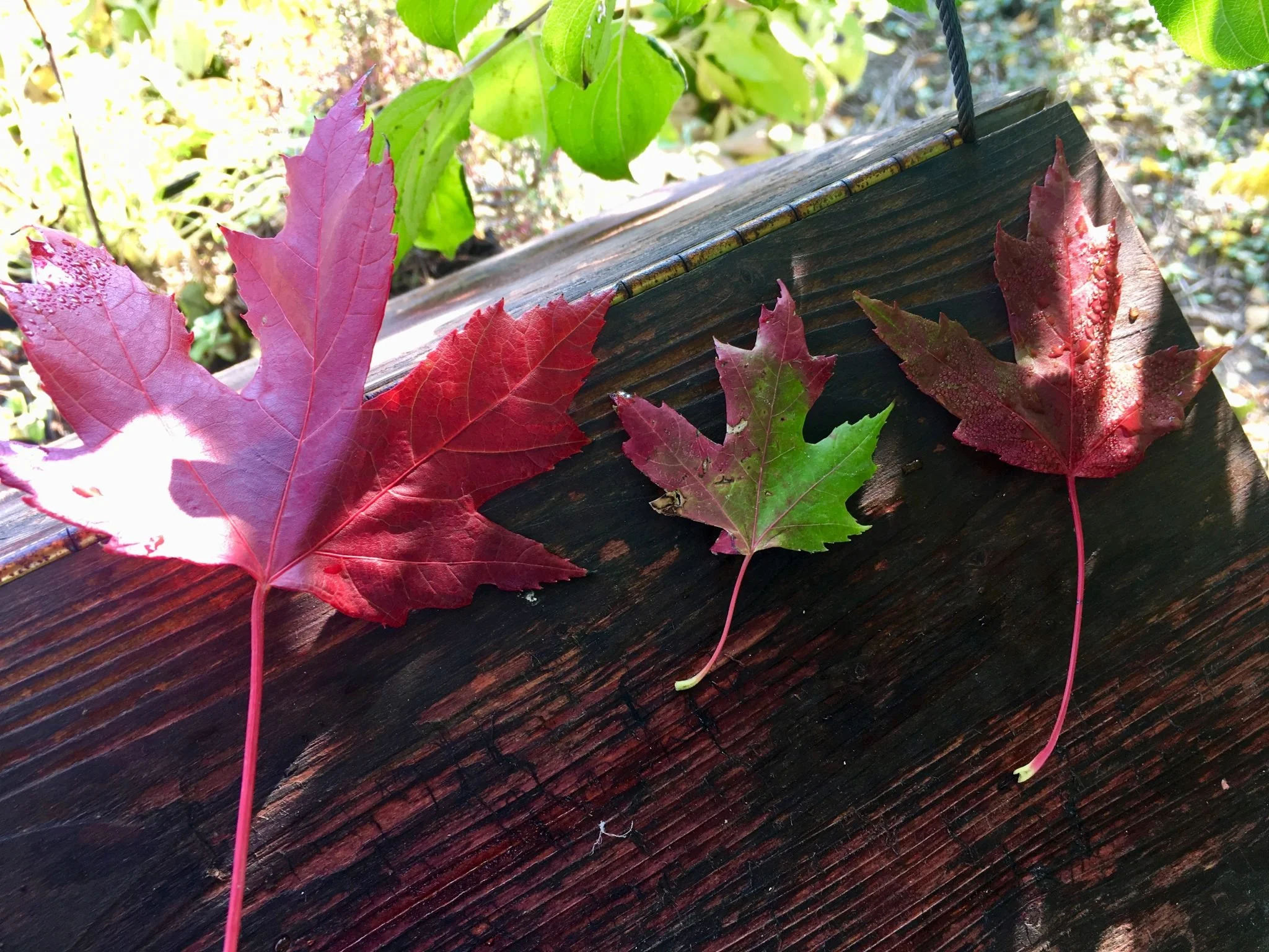 Canadian Fiction for Children - Beyond Anne of Green Gables