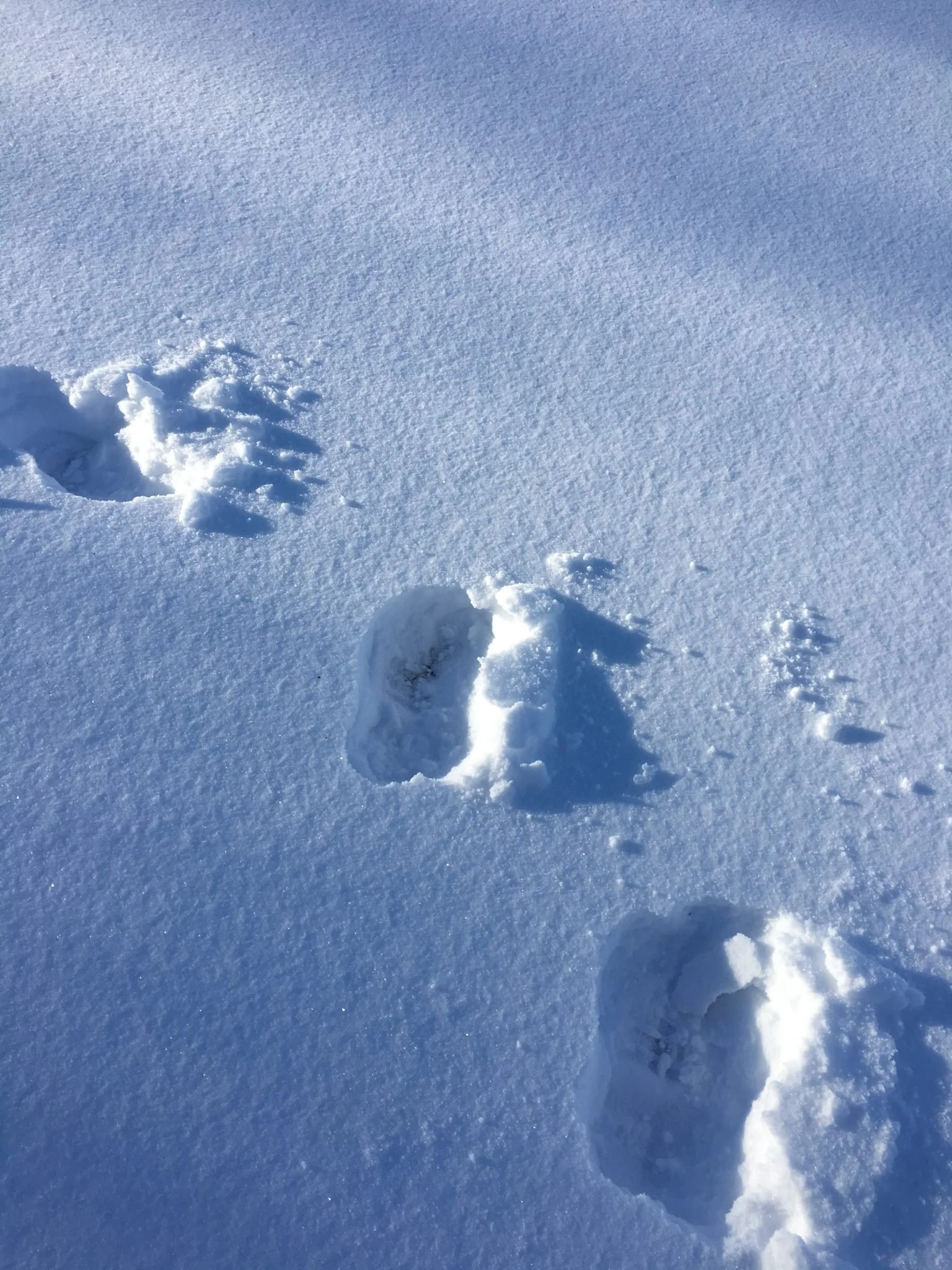 A New Year is Like Freshly Fallen Snow