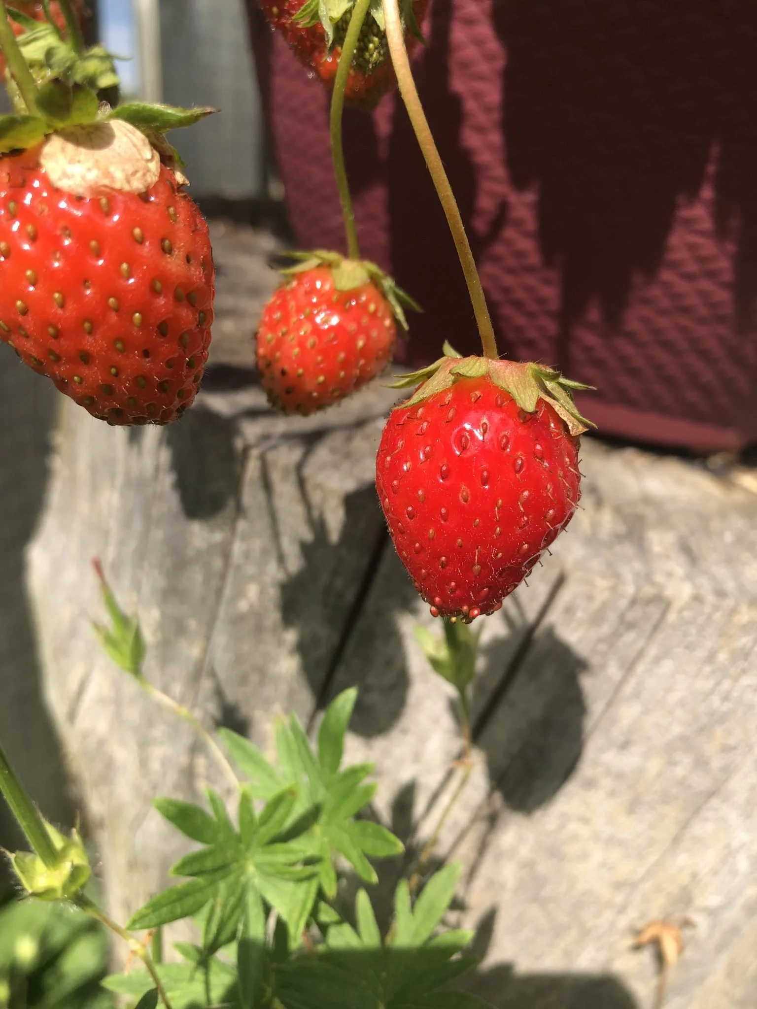 A Summer of Stories - The Things Kids Play and Learn