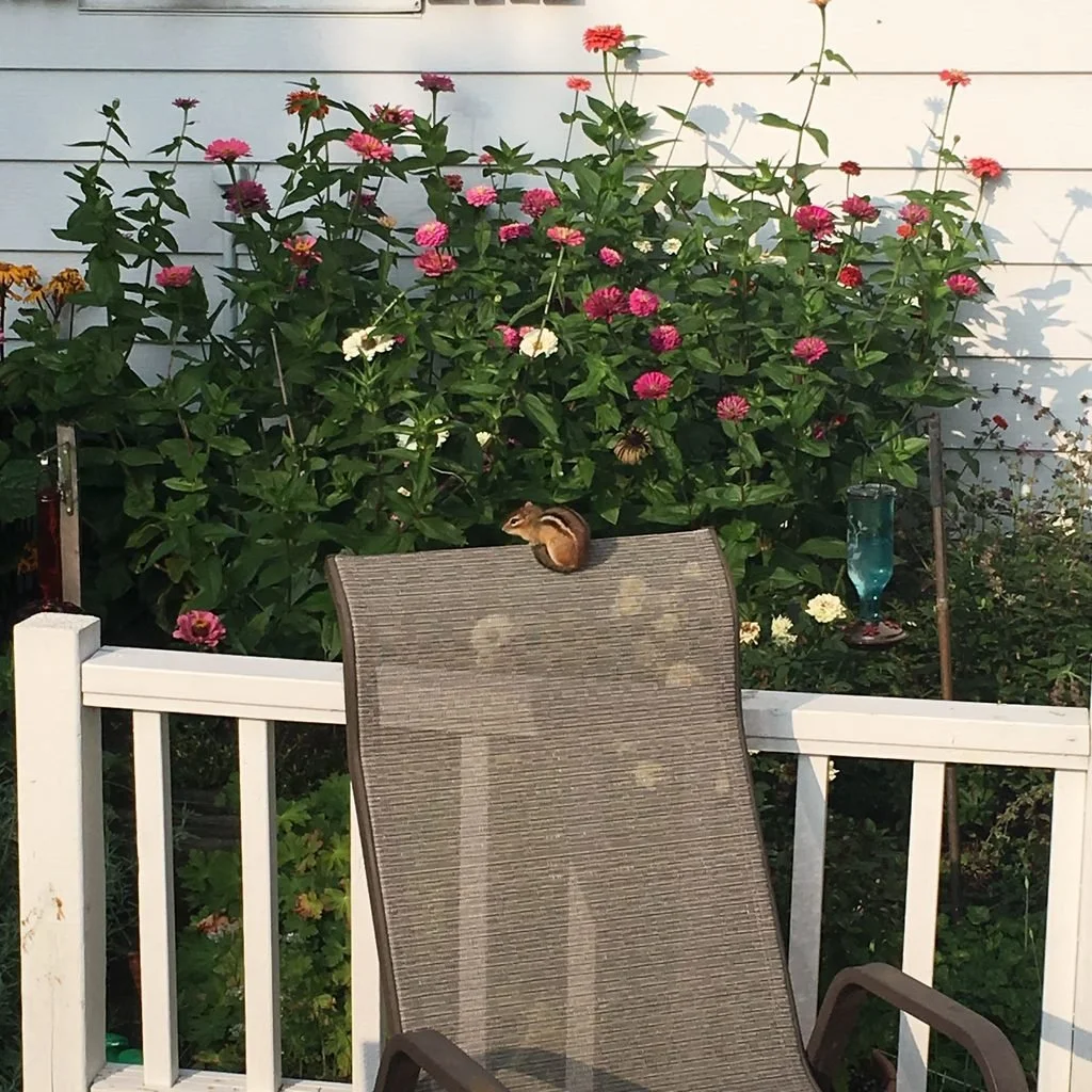A Summer of Stories - A Musical Tale