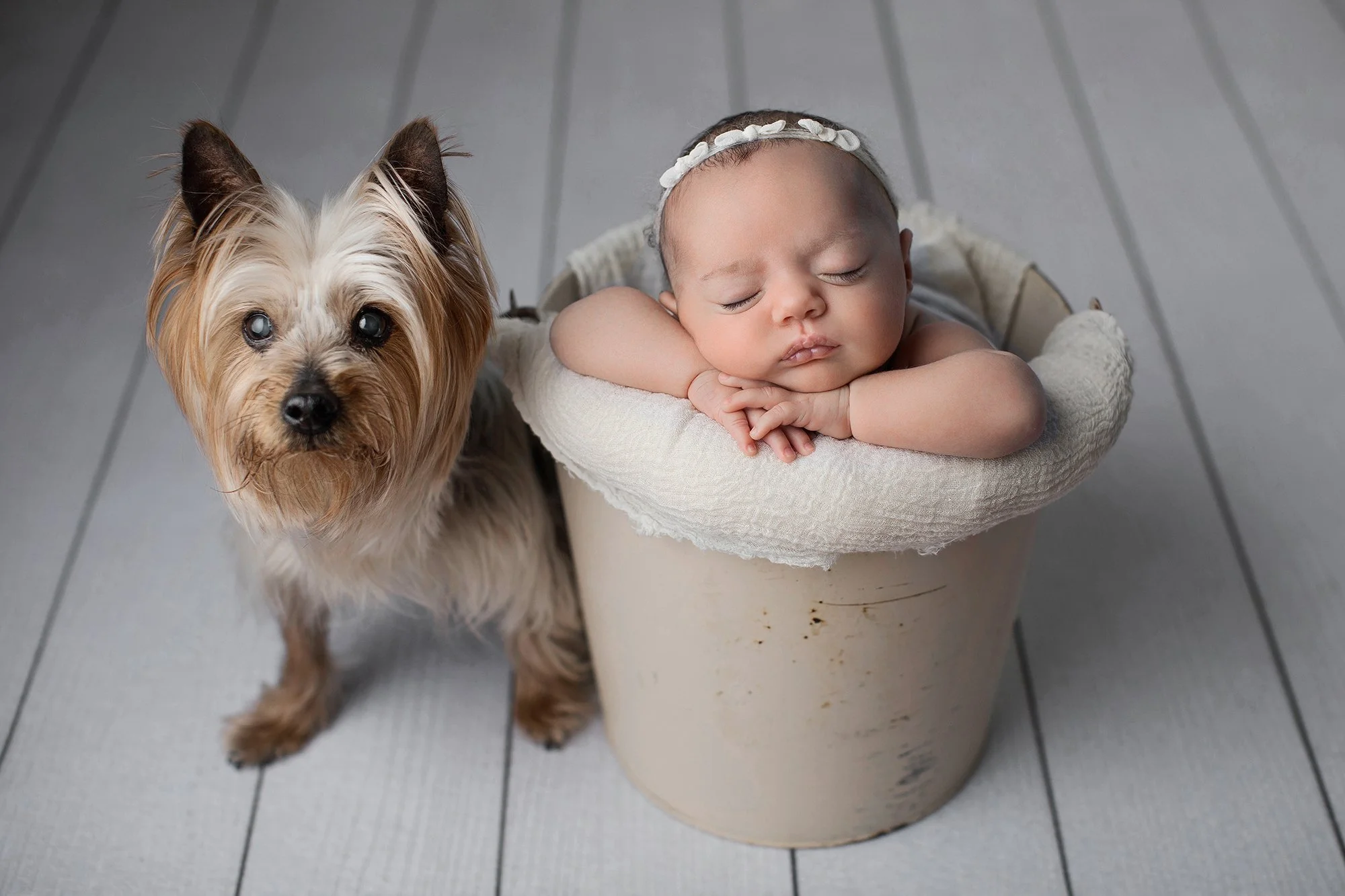 A sleeping baby in a cream-colored basket with arms crossed under the chin, wearing a white headband with flower decorations, beside a small Yorkshire Terrier dog with gray eyes and light brown and gray fur, on a light gray wooden floor.
