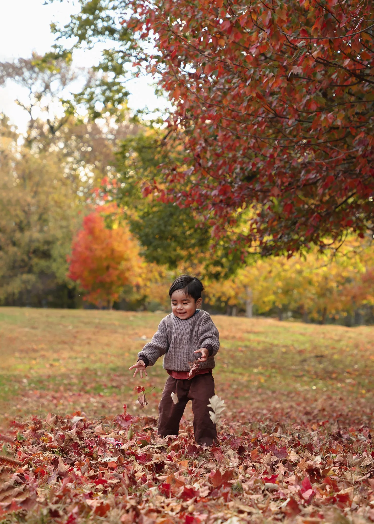 A young boy enjoying fall, throwing leaves on the ground with trees full of colorful autumn leaves in the background.