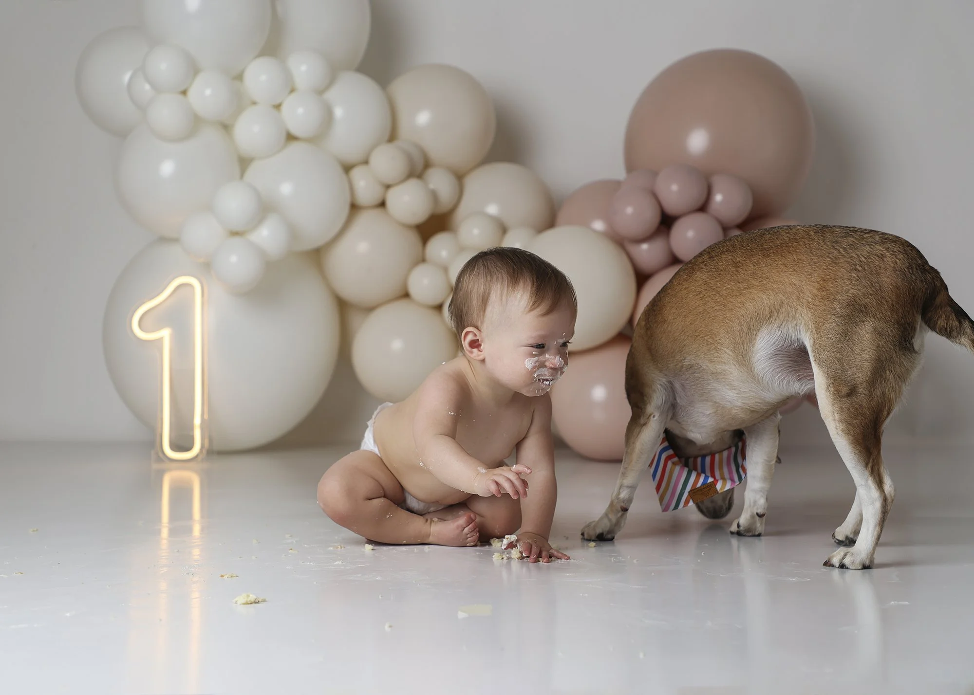A messy birthday scene with a baby, a dog wearing a striped birthday bandana, and a backdrop of white and pink balloons, including a lit number one balloon.