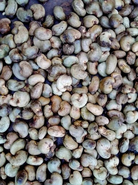 Cashew Nut