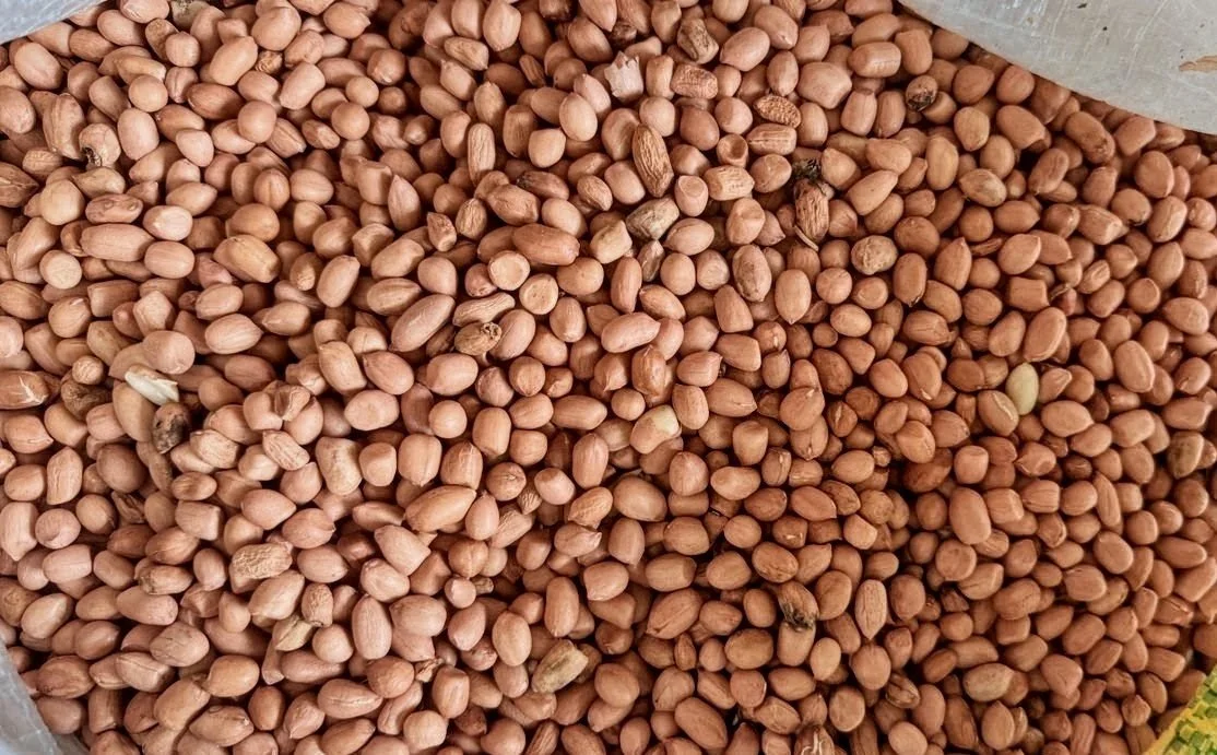 Groundnut image 1.jpeg