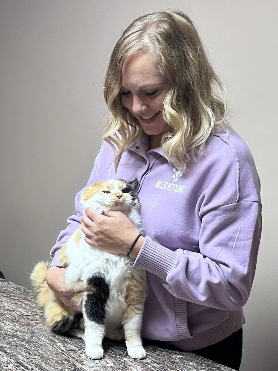 Feline Wellness &amp; Full Care