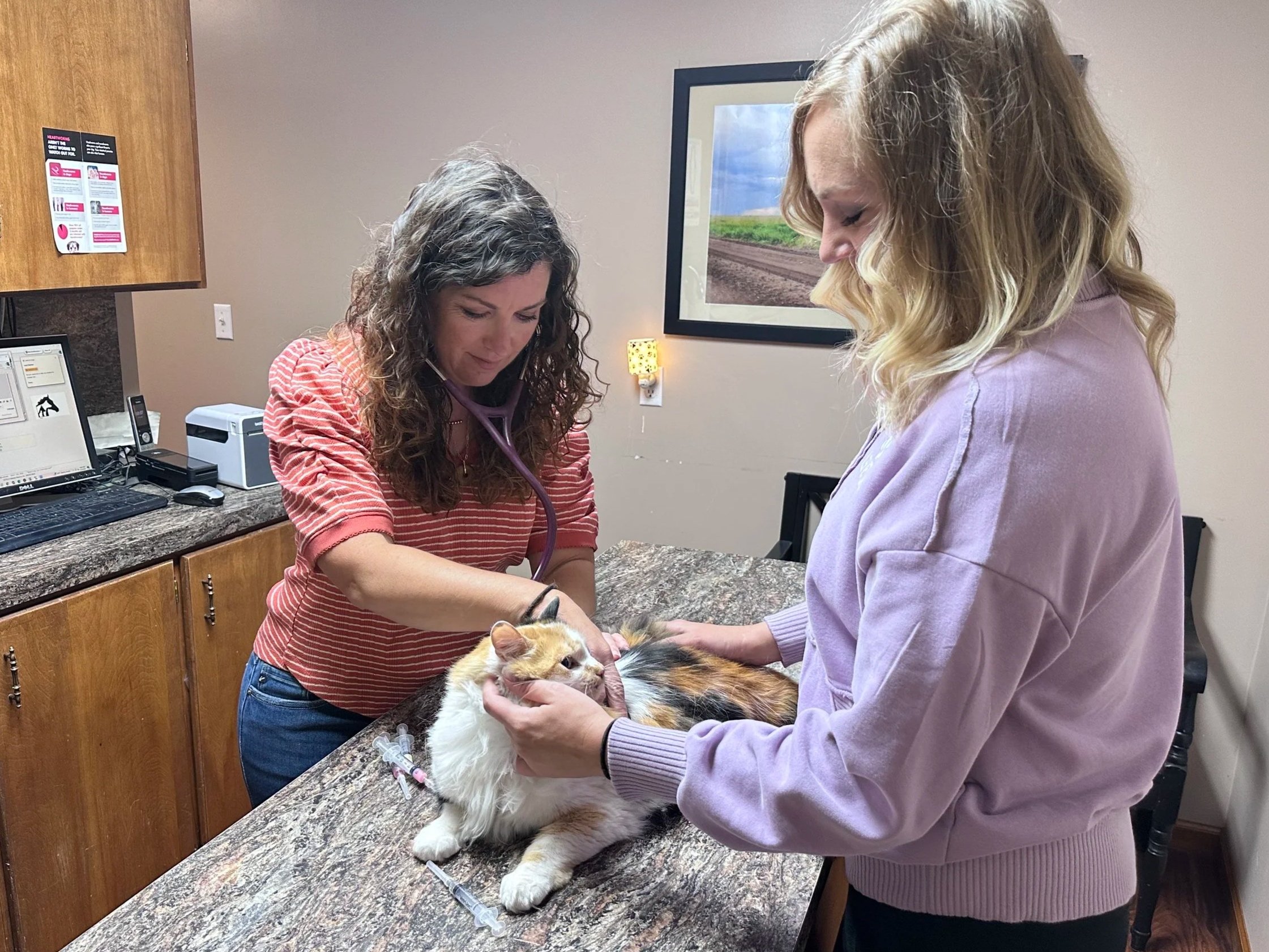 Feline Exam