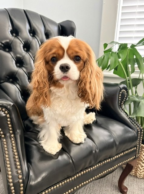 Charley Barnett is the Pawsitive Support Specialist at Nurture Counseling Services in Greenville, South Carolina.