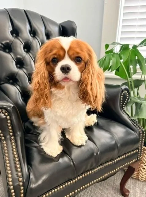A Cavalier King Charles Spaniel puppy sitting on a black leather armchair with nailhead trim, next to a green houseplant and window with white shutters.