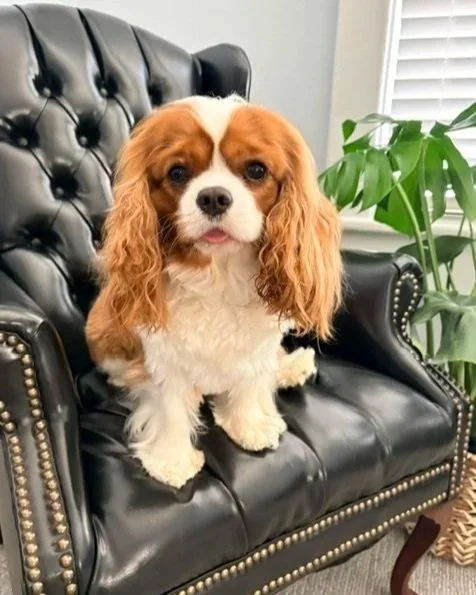 Cavalier King Charles Spaniel puppy sitting on a black leather tufted armchair with a green houseplant nearby.