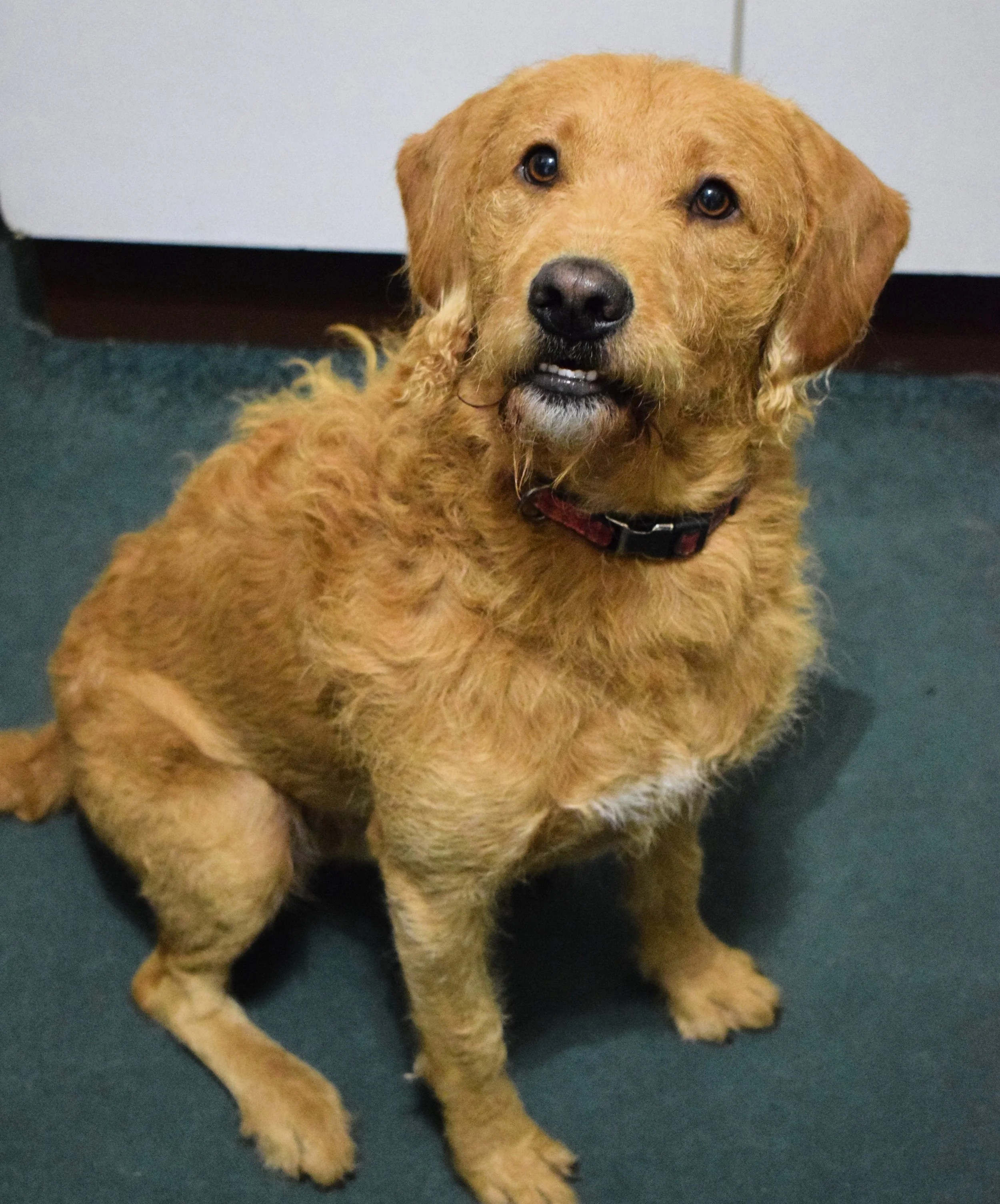 A young, golden-brown dog with floppy ears and expressive eyes sitting on a dark-colored carpeted floor, looking at the camera with a curious expression.