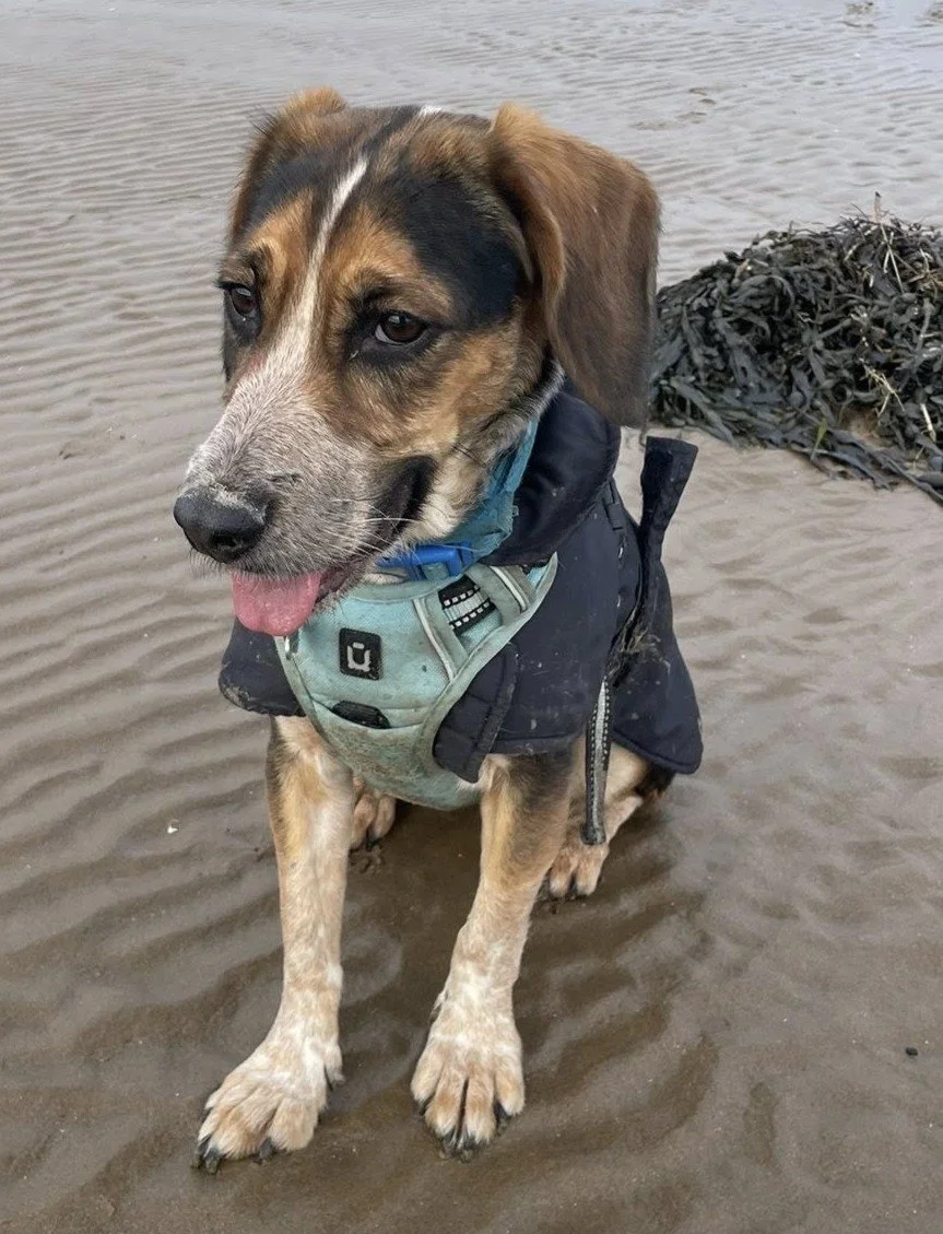 A puppy sitting on wet sand near water, wearing a dark jacket and a teal harness, with a pile of seaweed behind it.