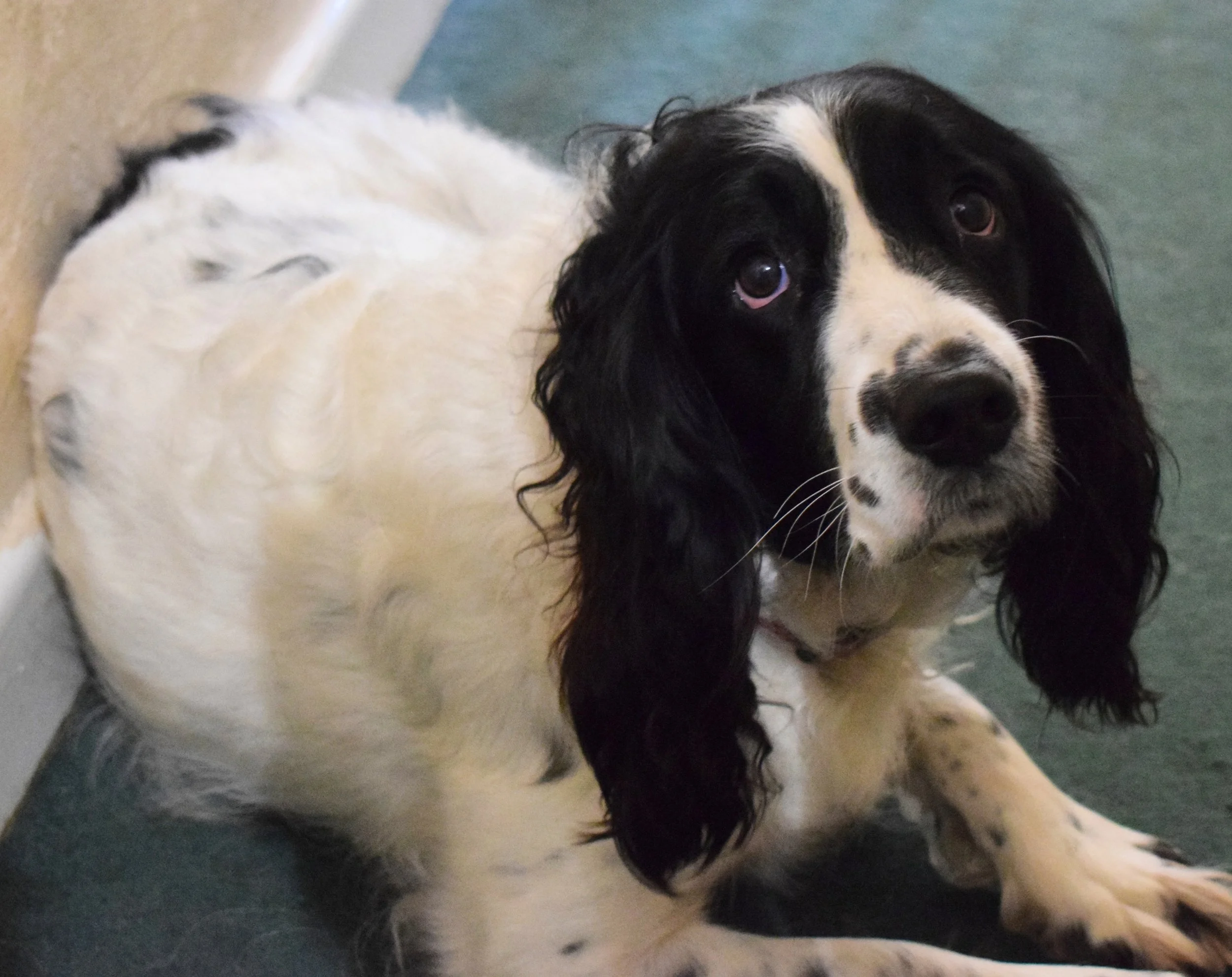 Close-up of a black and white dog with floppy ears, lying on a greenish floor, looking up at the camera.