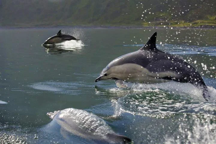 dolphins.jpg