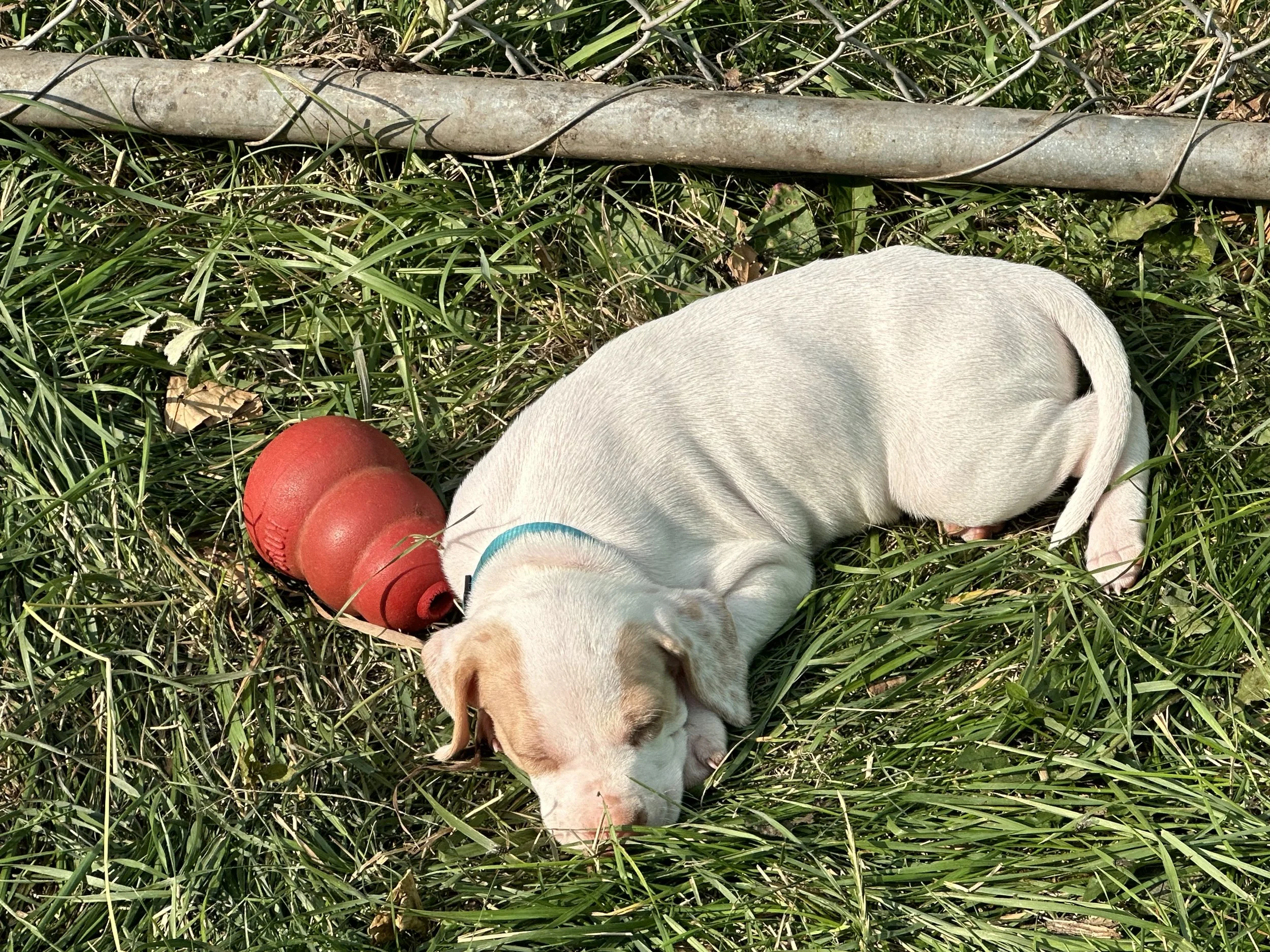 IMG_0446.jpeg
