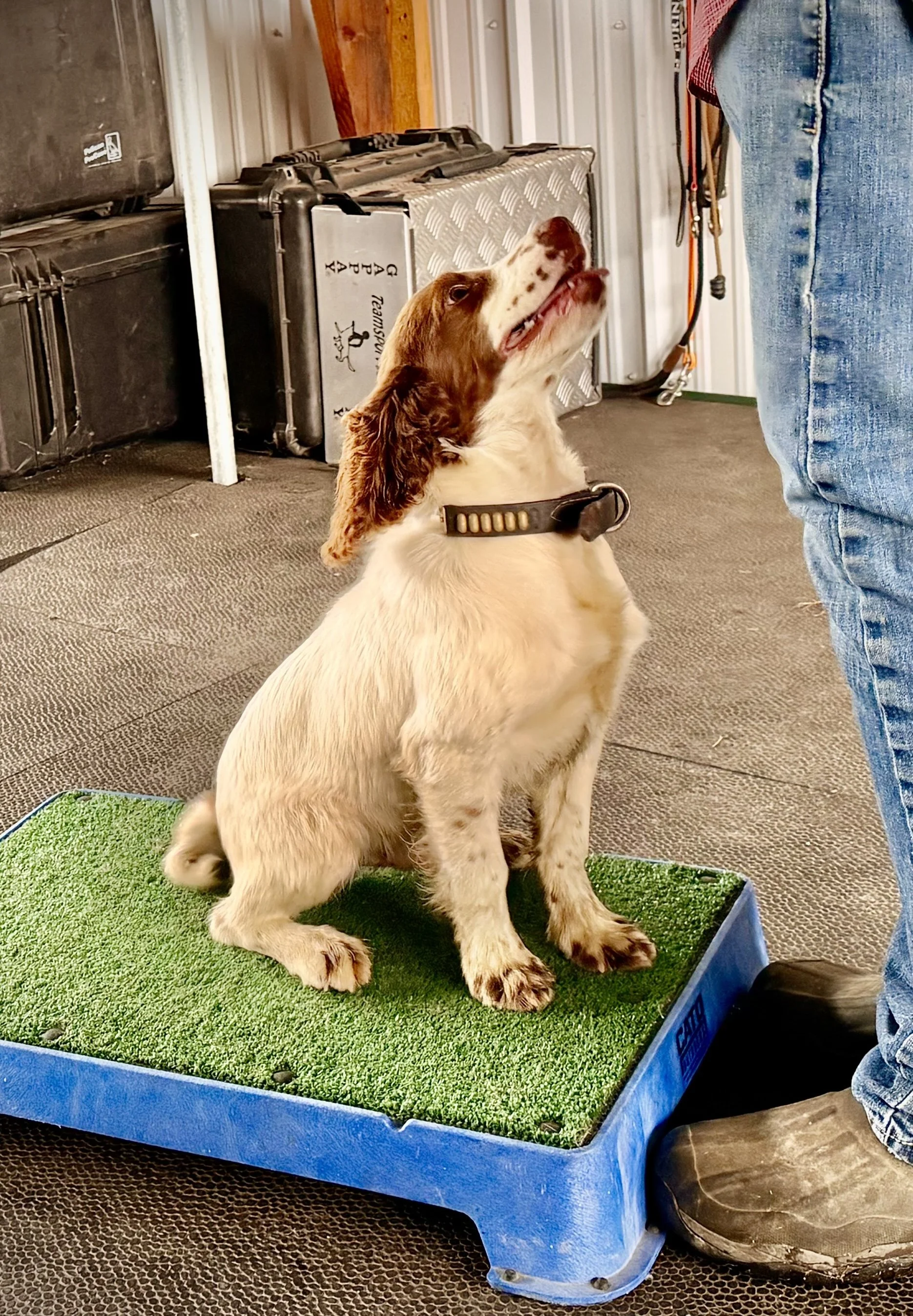 Sport Cocker Spaniel Puppy