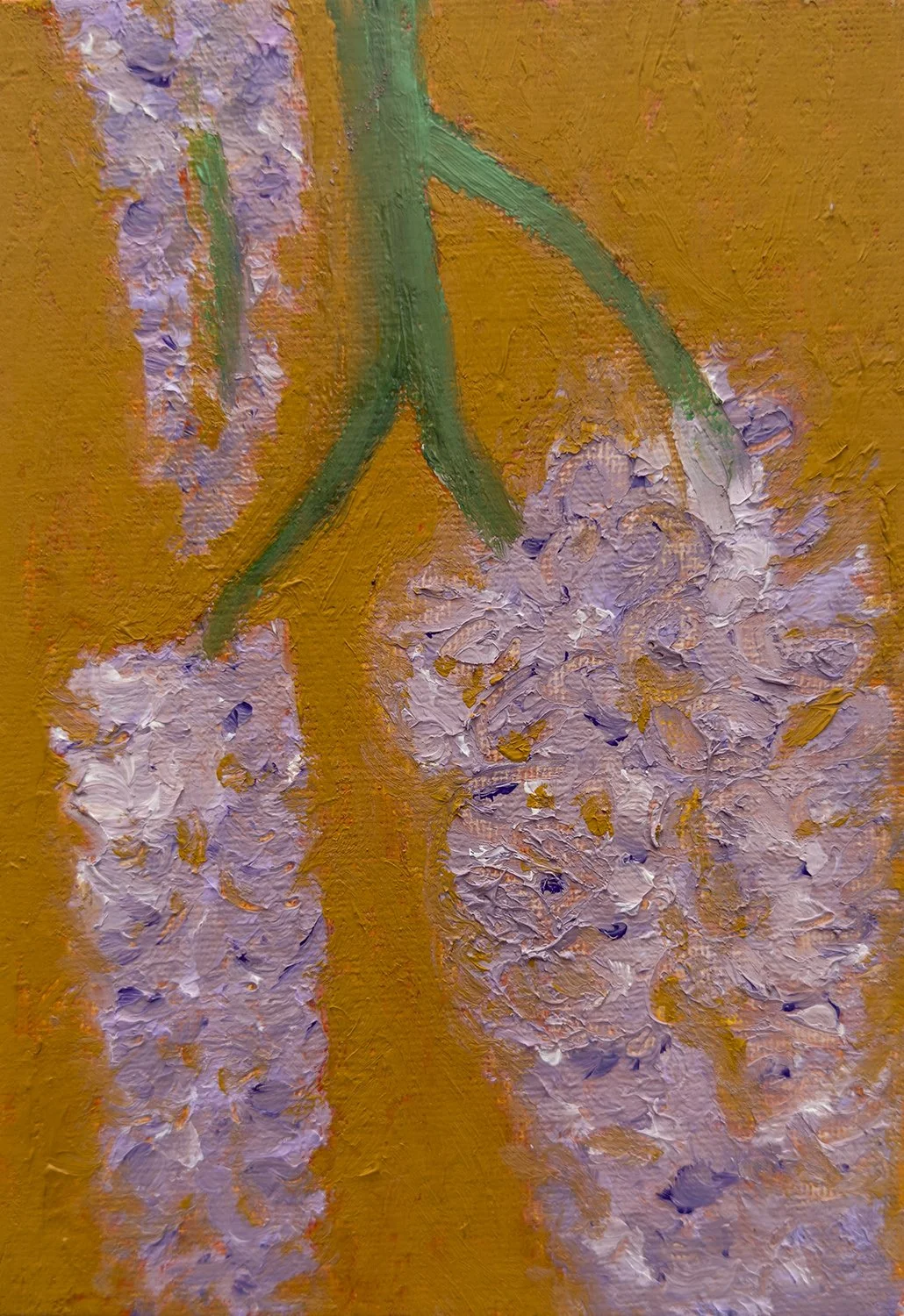 Wisteria