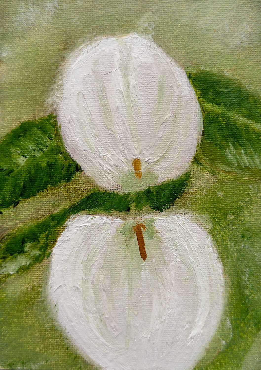 Lilly