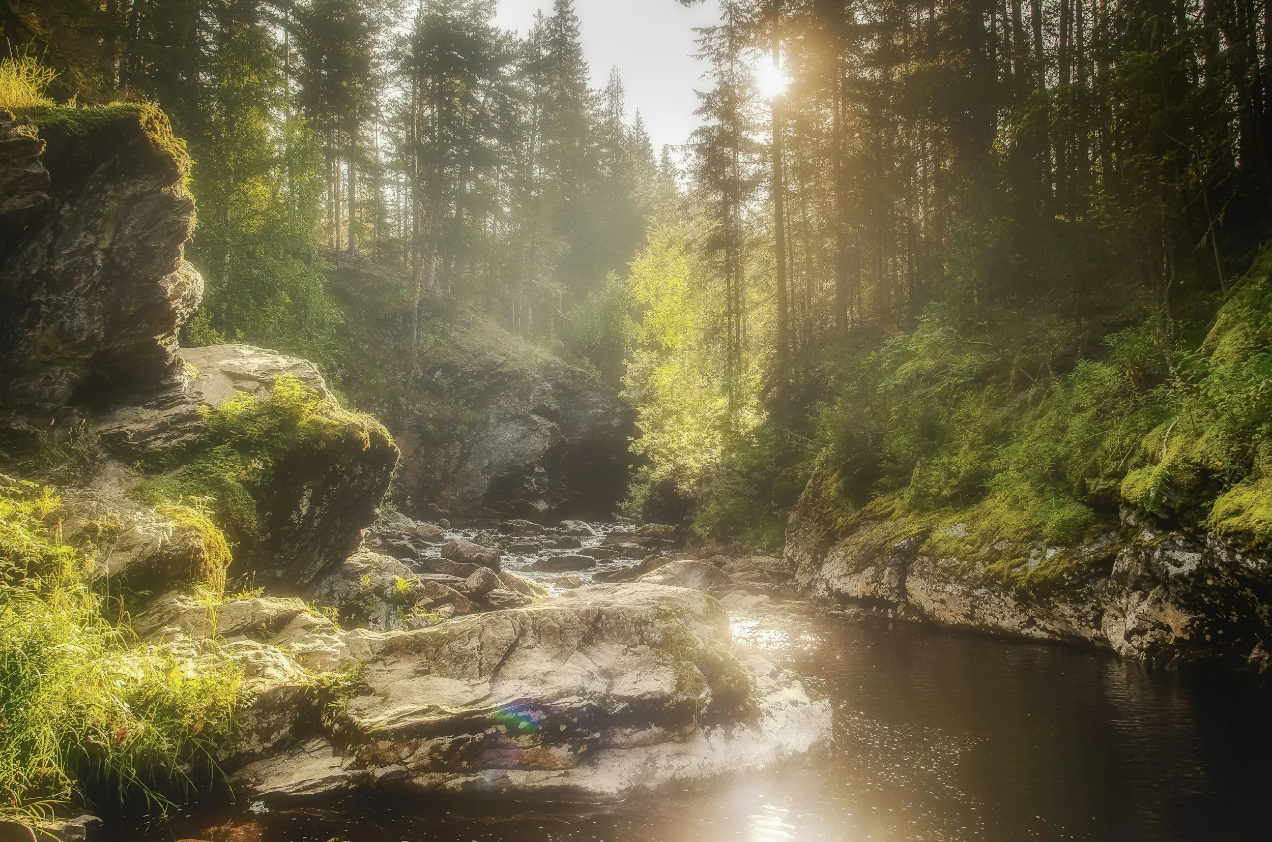 A peaceful forest scene with tall pine trees, sunlight filtering through the branches, and a small stream flowing over rocks.