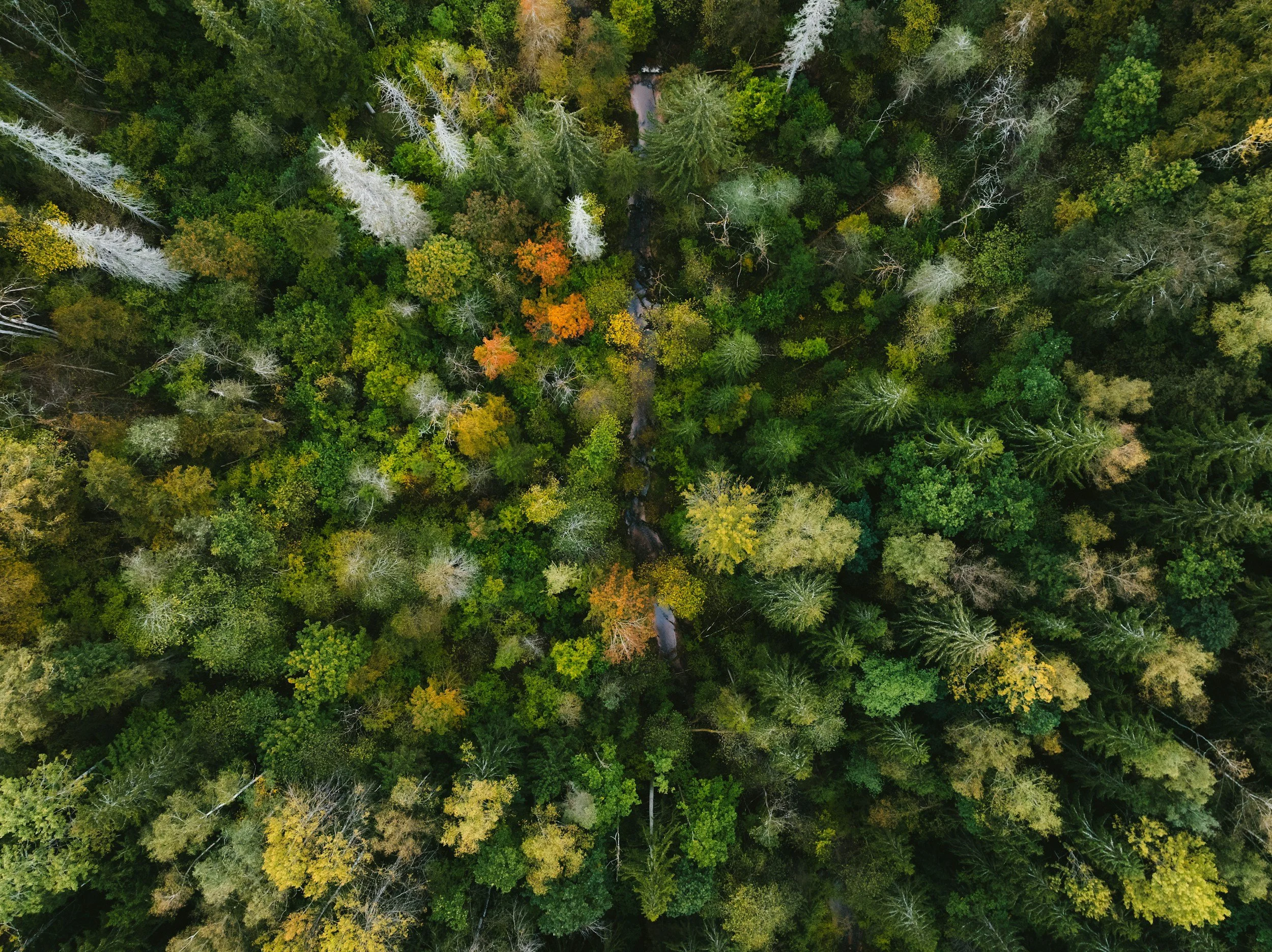 Aerial view of a dense forest with green trees, some with yellow and orange leaves, and a small winding creek running through the trees.