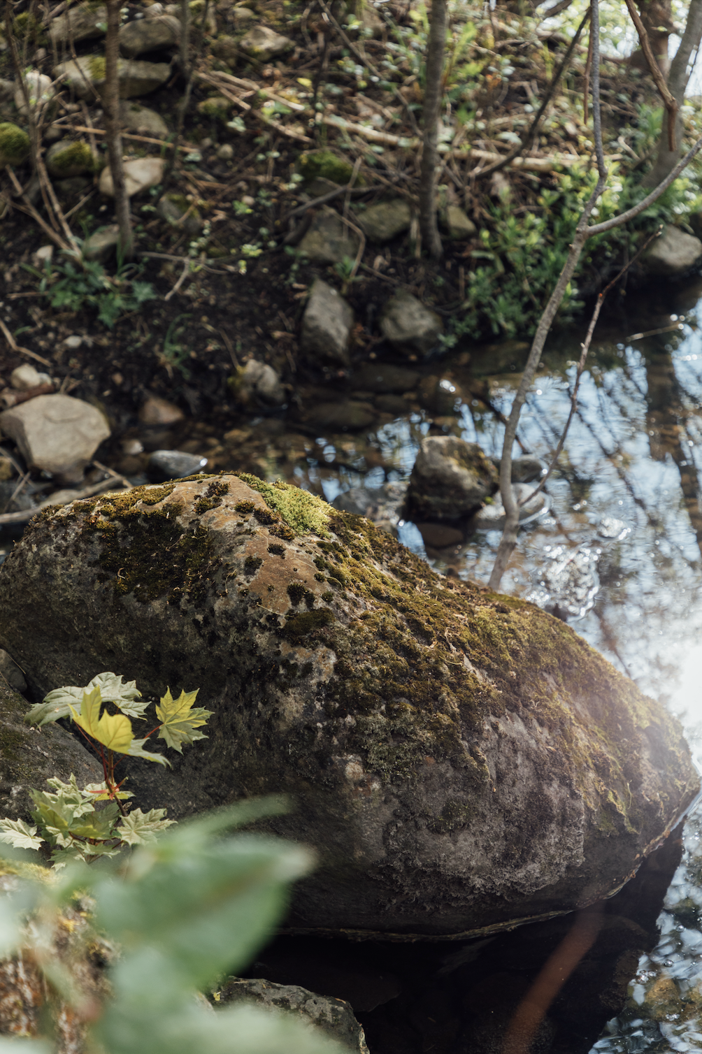A moss-covered rock by a small stream in a wooded area, with some green plants and thin tree branches around.