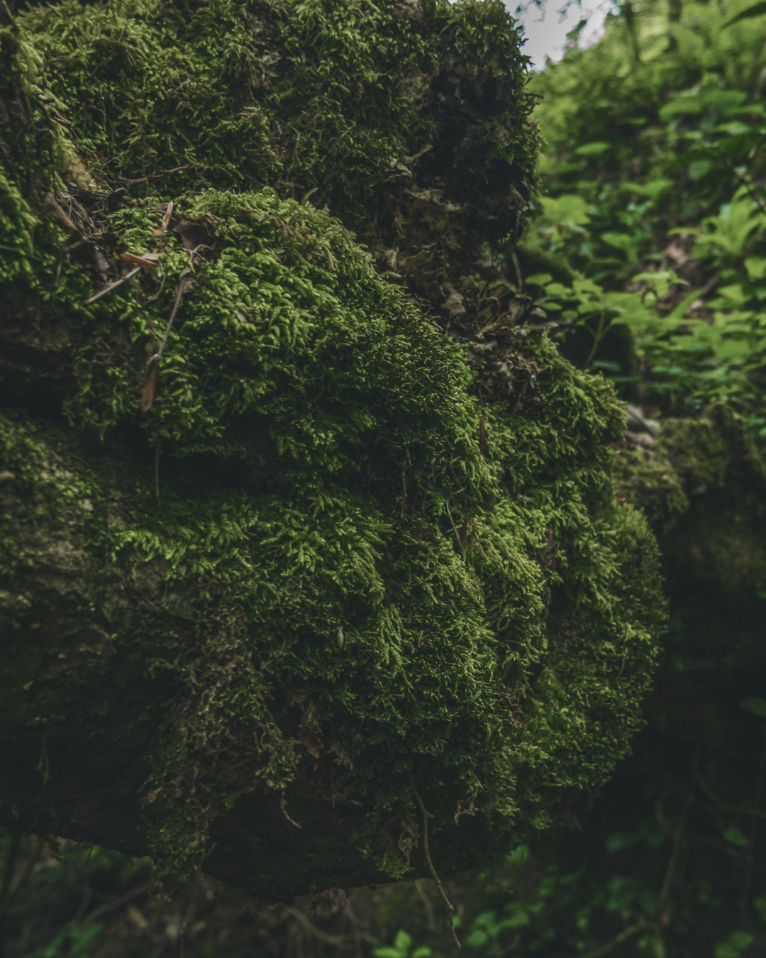 Close-up of moss-covered tree trunk in a lush forest.
