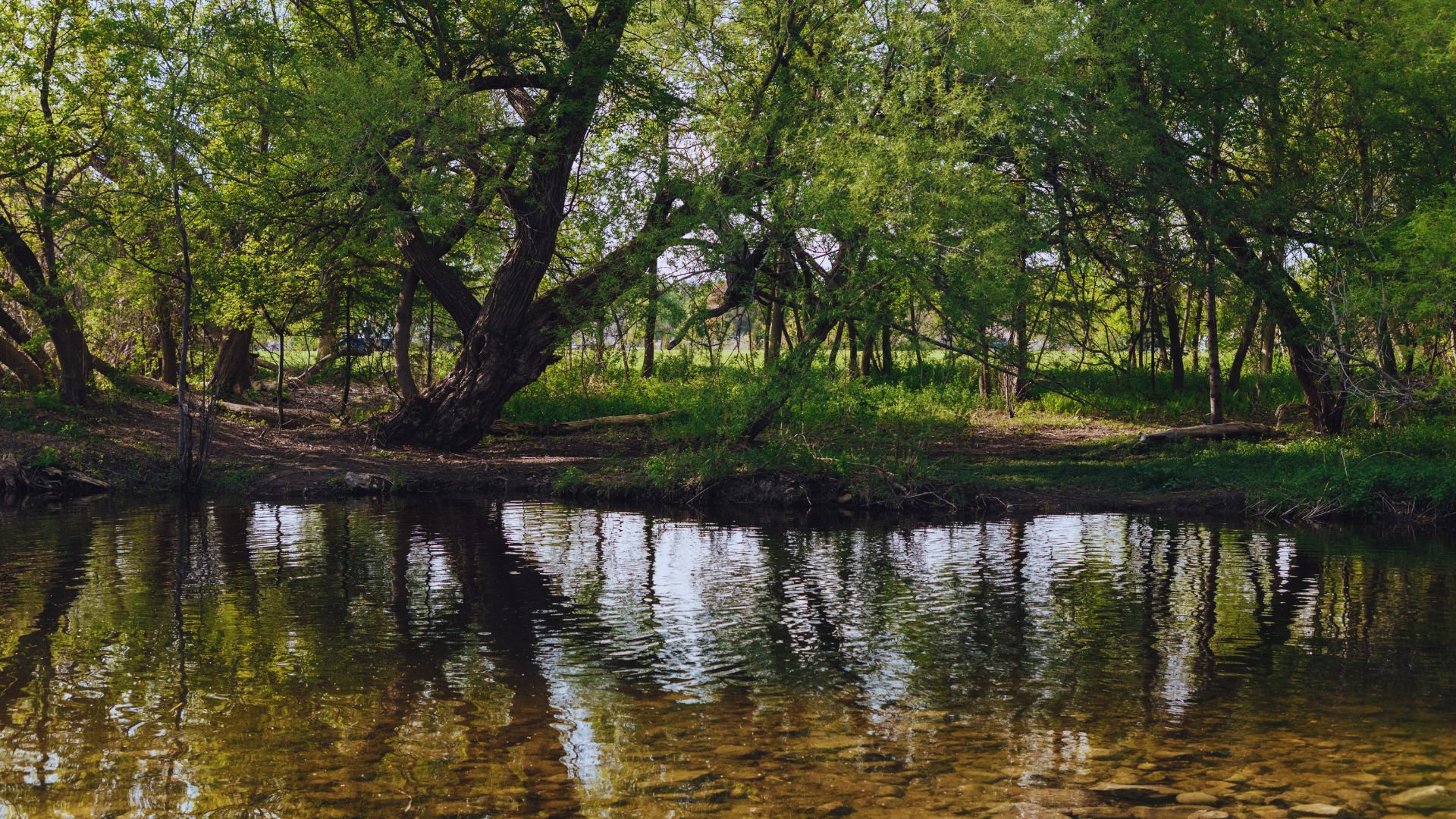 A tranquil riverside scene with a large, leaning tree and lush greenery reflected in calm water.