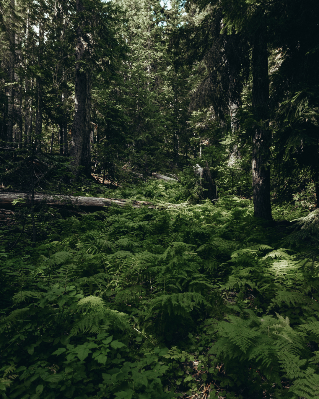 Dense forest with tall trees and lush green ferns covering the forest floor.