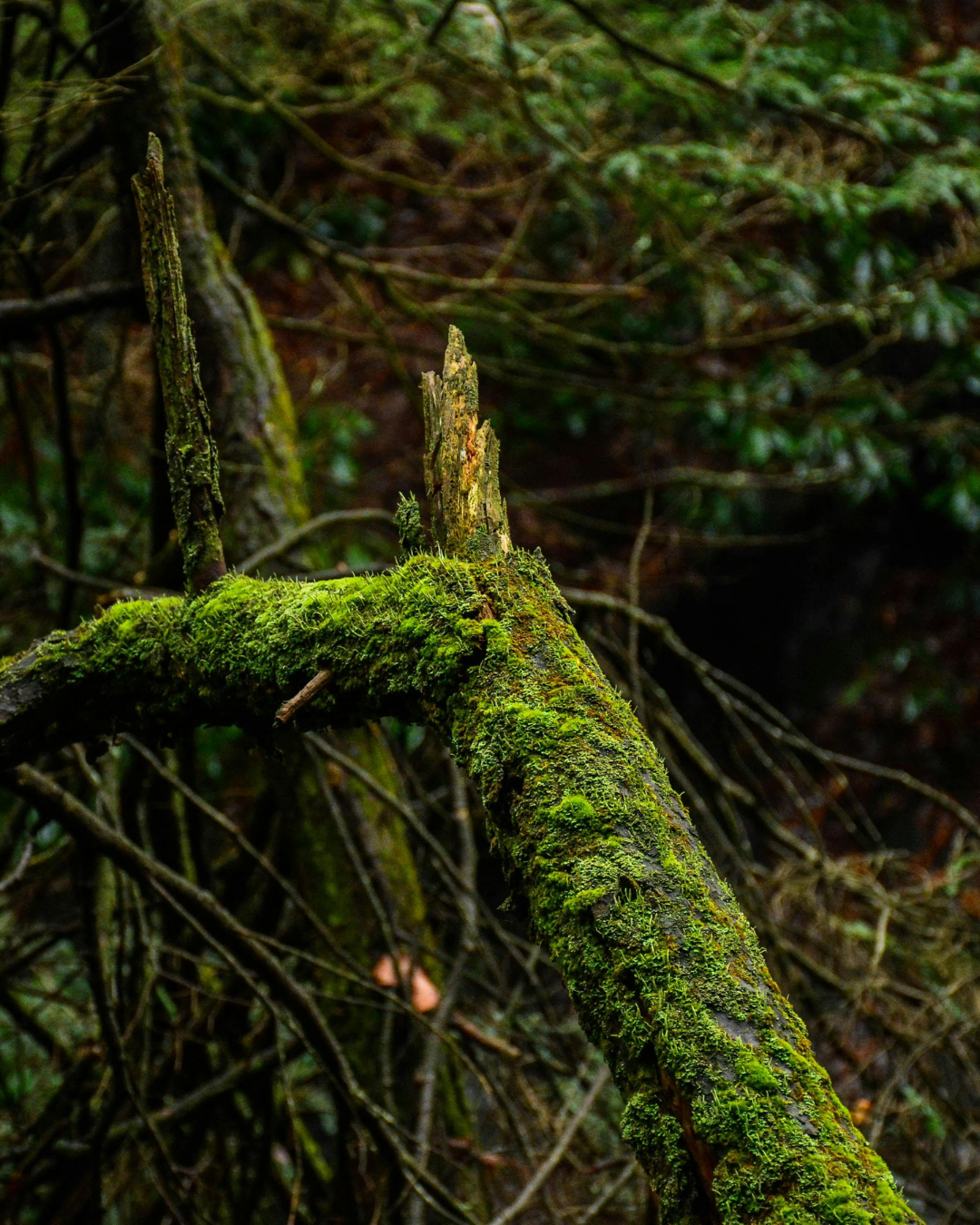 Close-up of a moss-covered broken tree branch in a forest