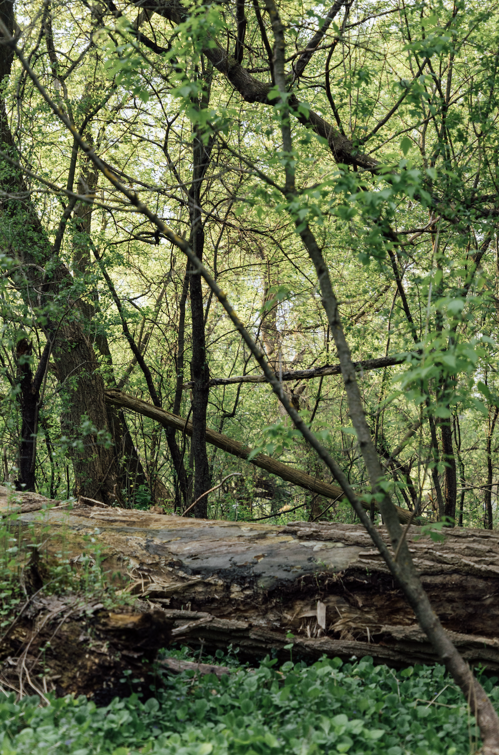 A dense forest scene with numerous trees, green leaves, and fallen logs, with sunlight filtering through the canopy.